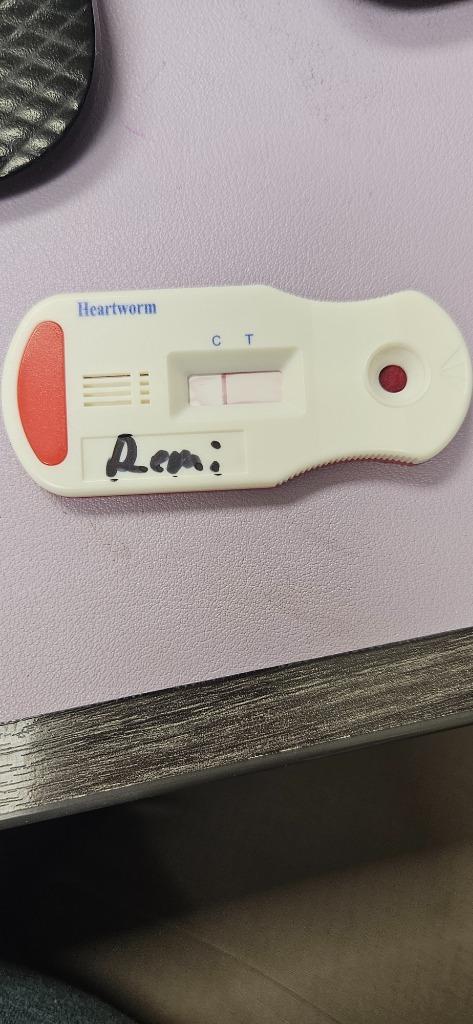 Remi, a Adoptable Mixed Breed in Bossier City, LA image 6/6