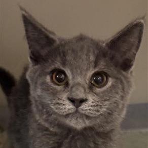 Apple, Adoptable, Young Male Domestic Short Hair & Domestic Short Hair.