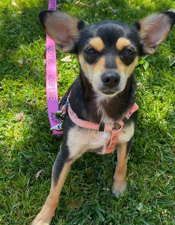 Dog for adoption Olive, a Chihuahua in Perris, CA Petfinder