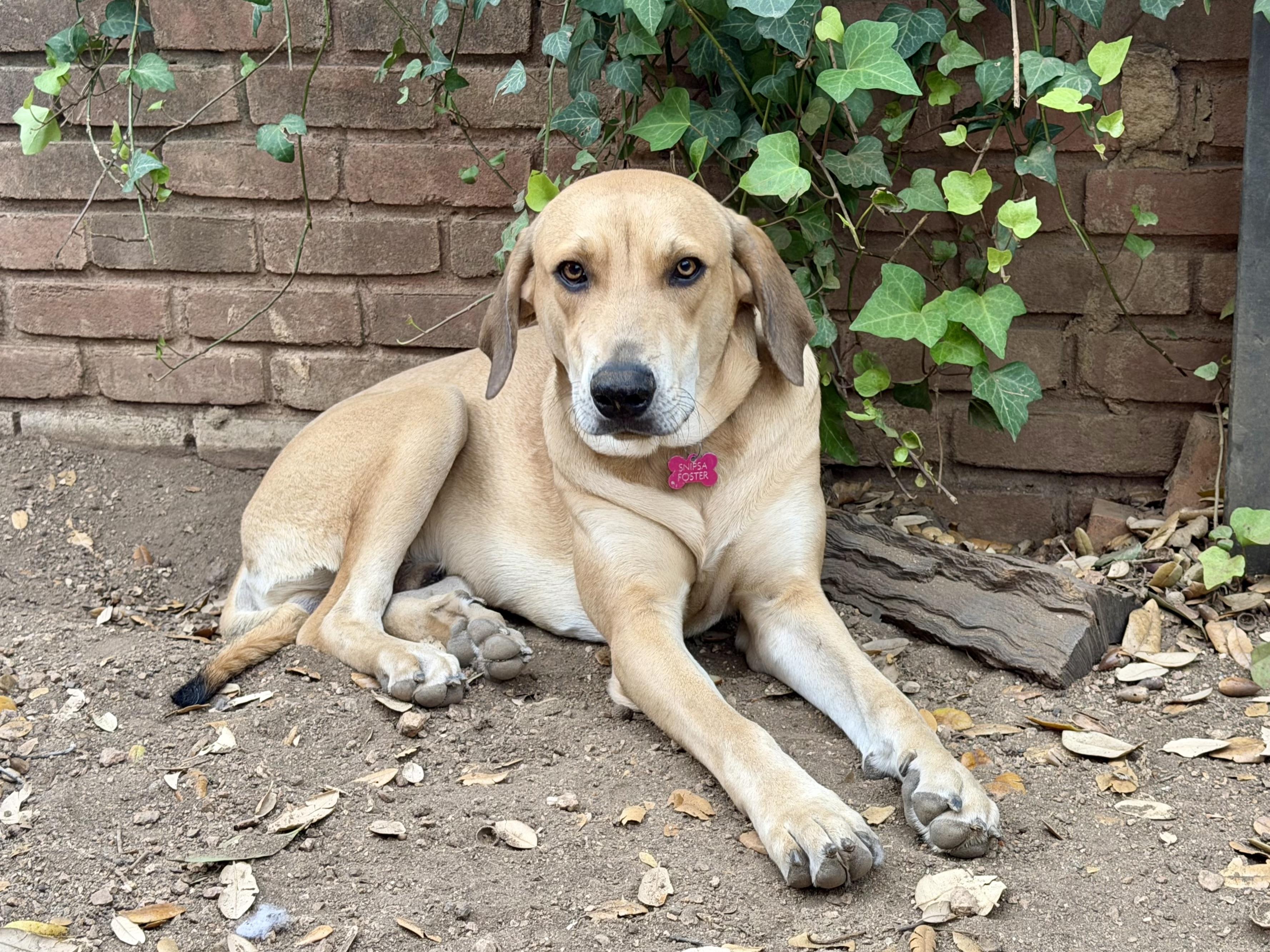 Enlarge Otis, an adoptable mixed breed in San Antonio, TX image 3/6