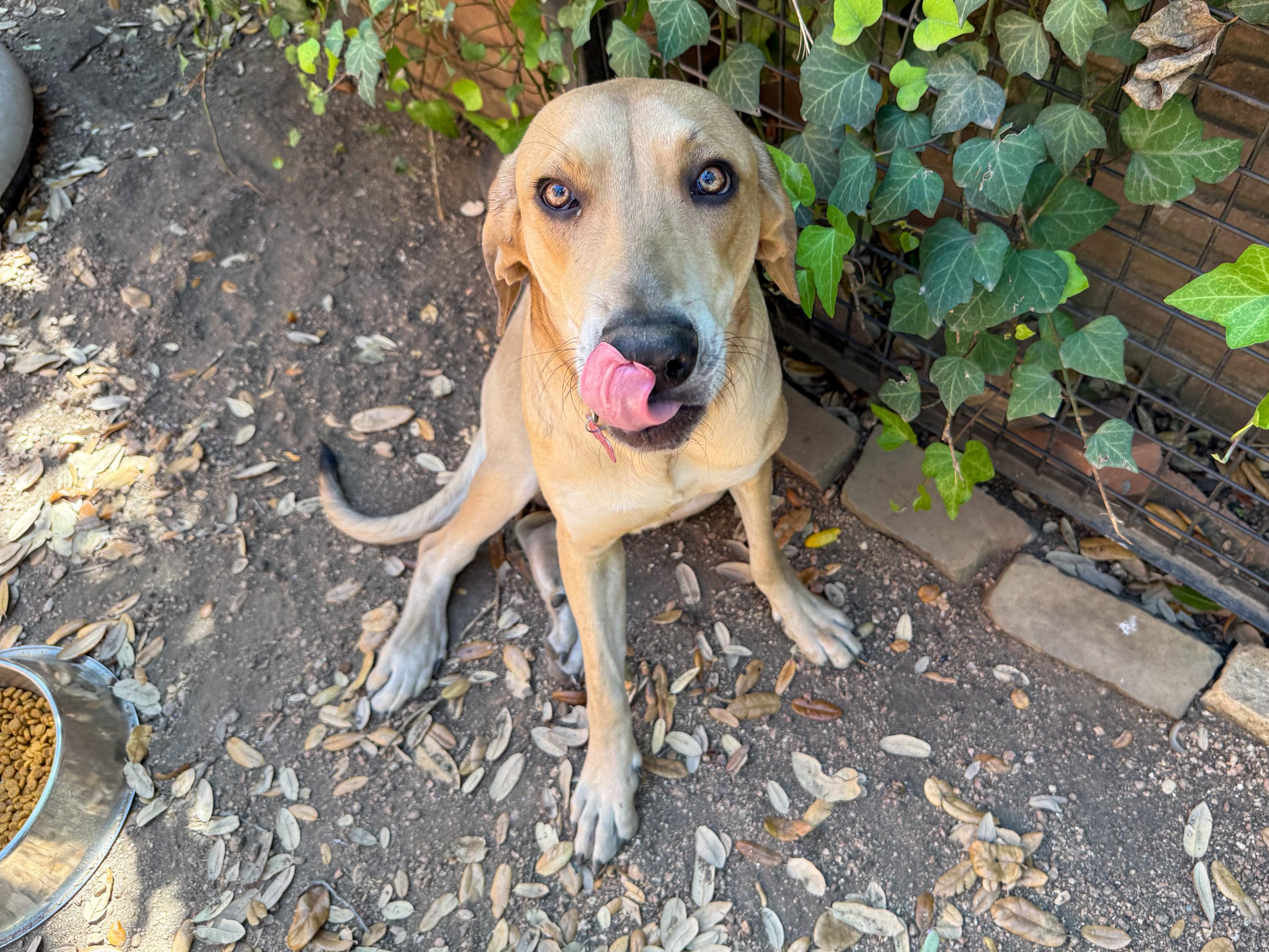 Enlarge Otis, an adoptable mixed breed in San Antonio, TX image 2/6