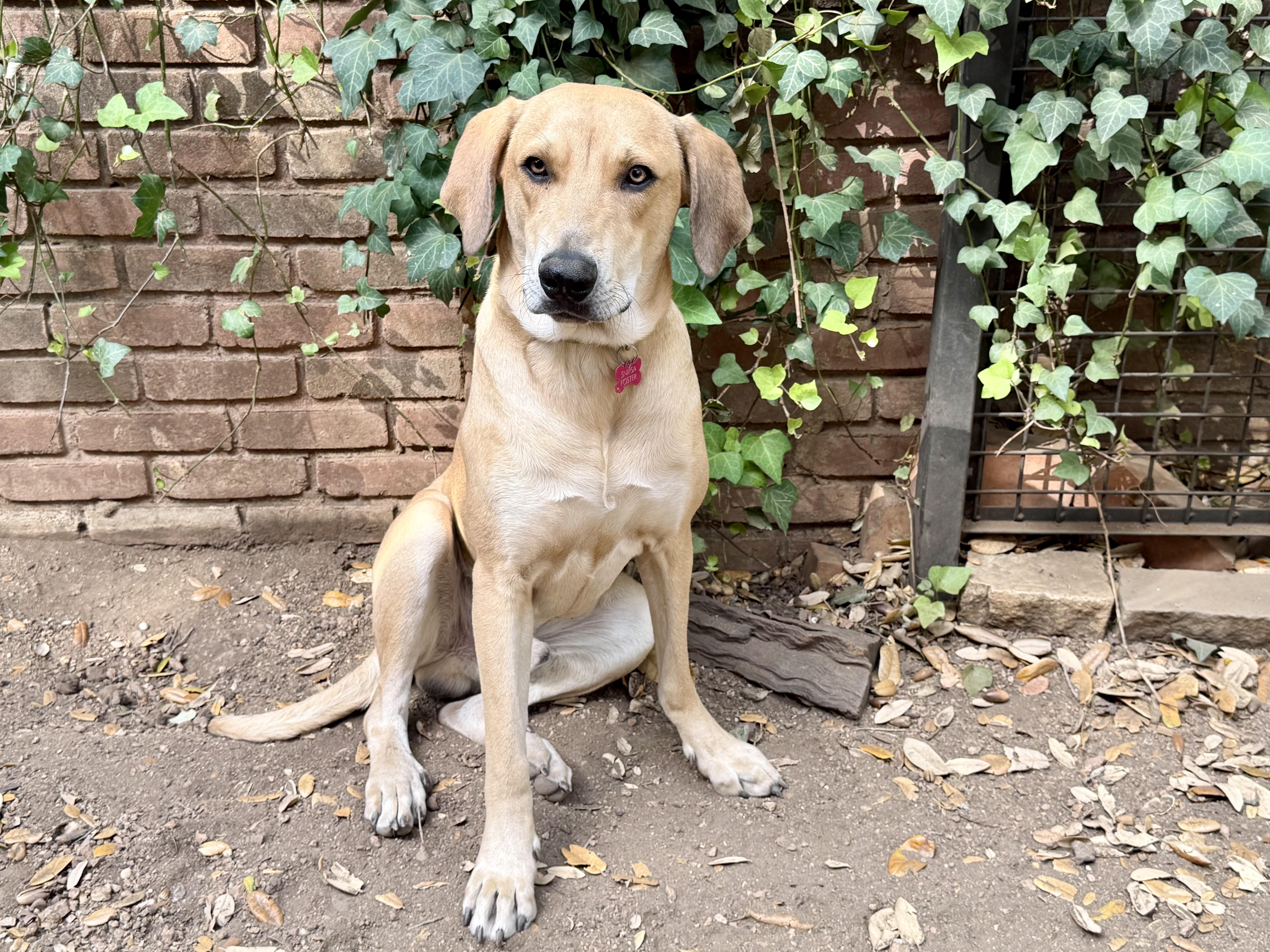 Otis, adoptable, Adult Male Labrador Retriever.