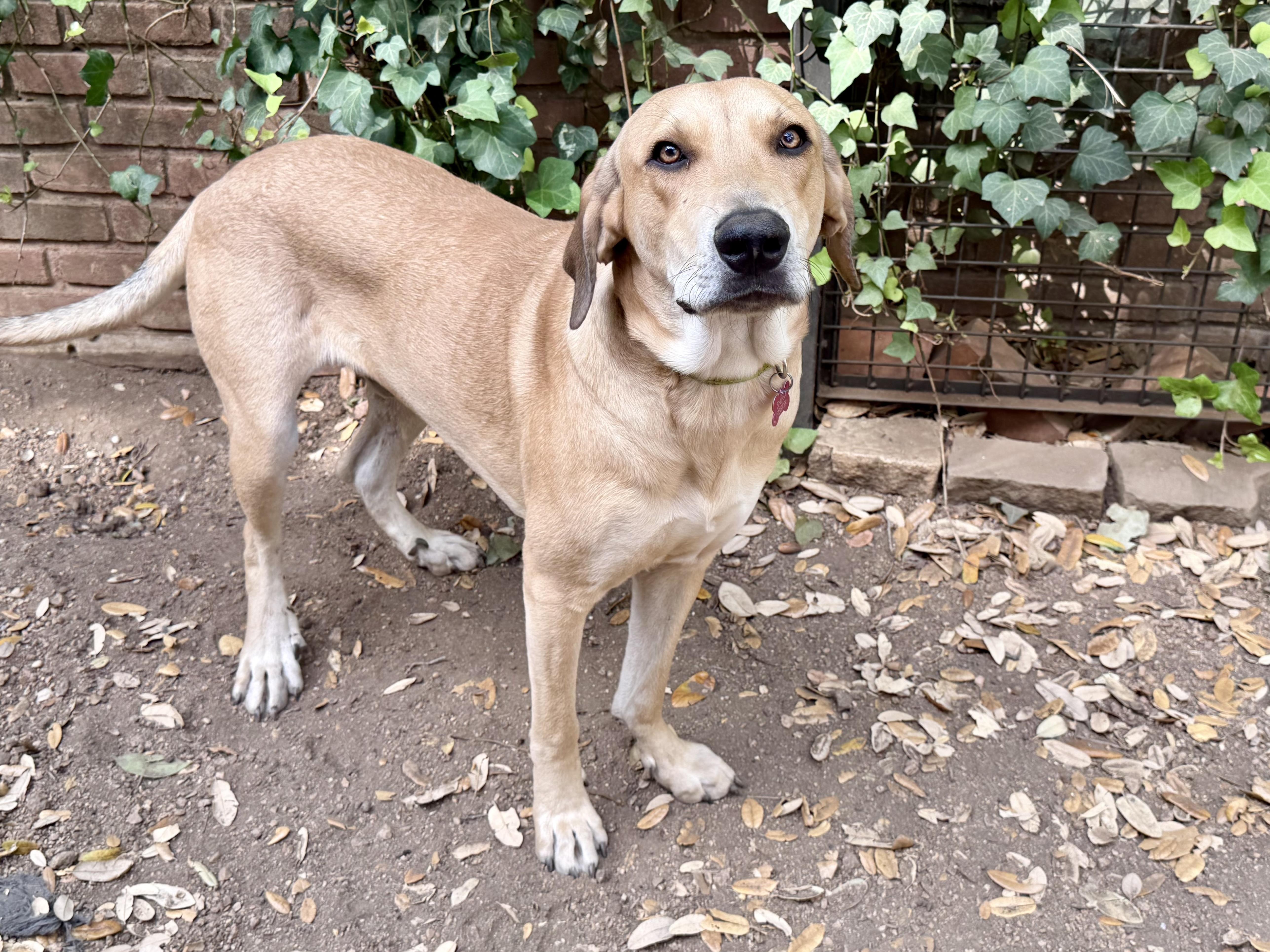 Enlarge Otis, an adoptable mixed breed in San Antonio, TX image 4/6