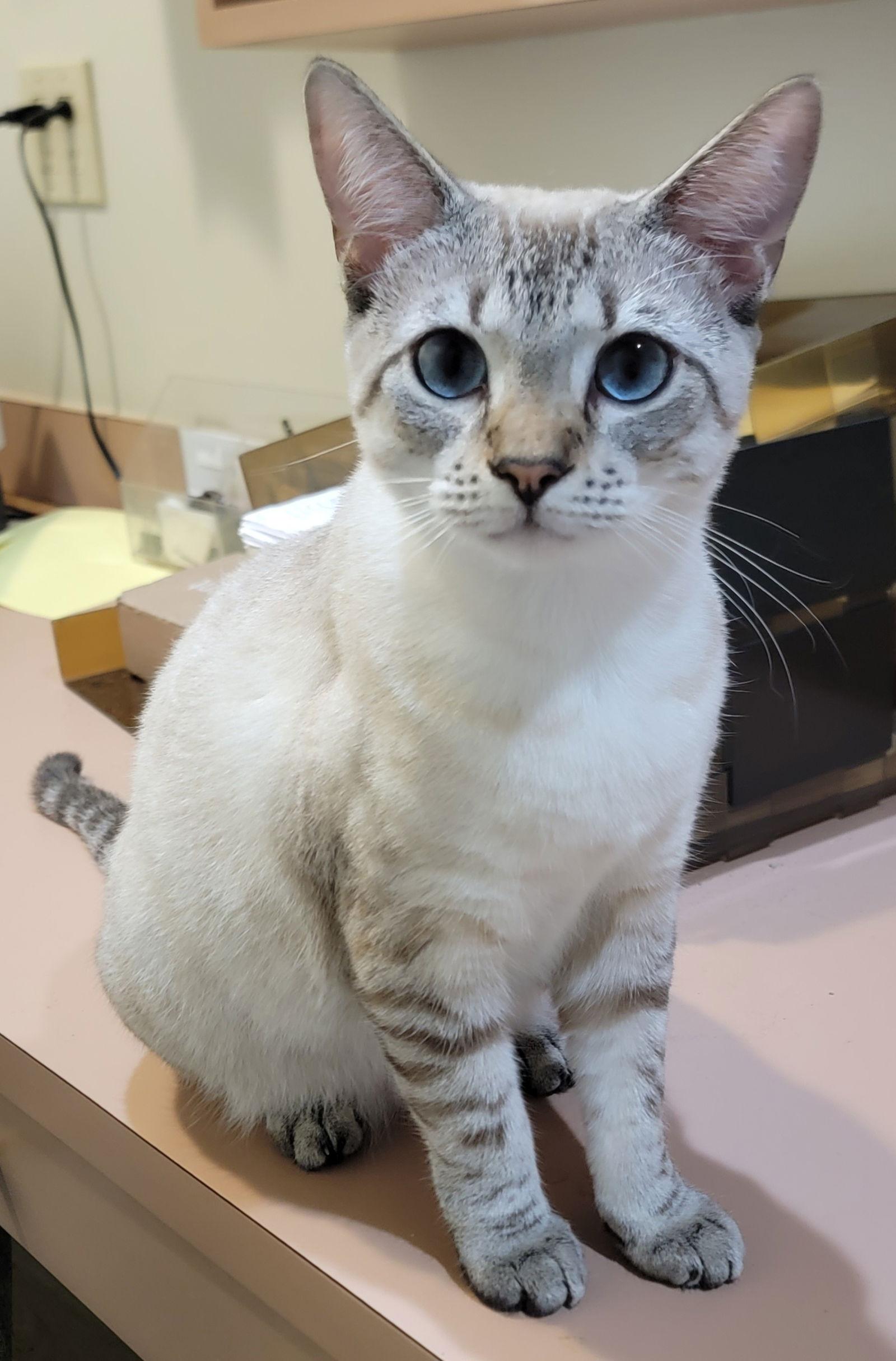 Enlarge Paisley, a Adoptable Siamese in Boynton Beach, FL image 1/1