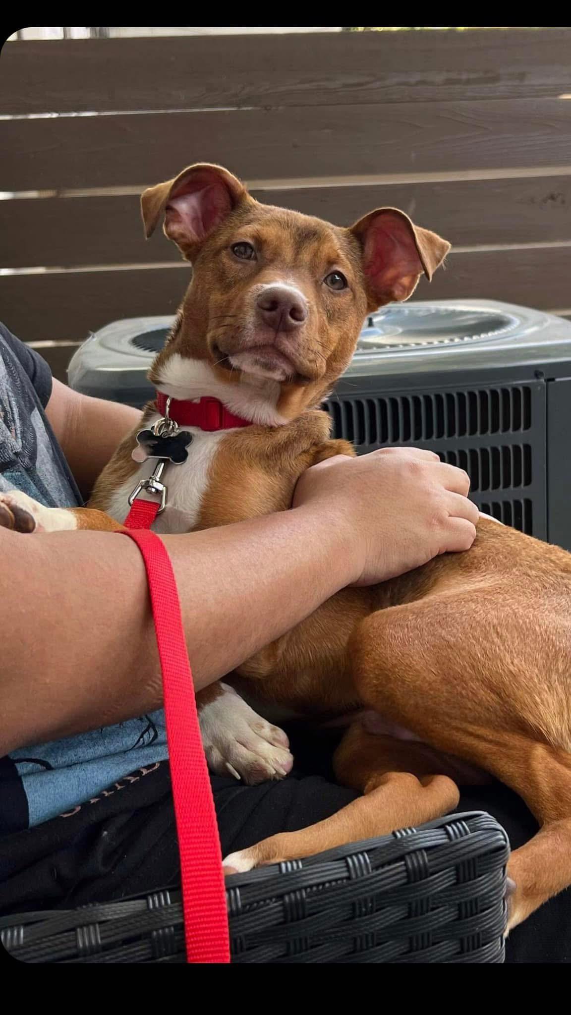 Cody, a Adoptable mixed breed in Dallas, TX image 1/3