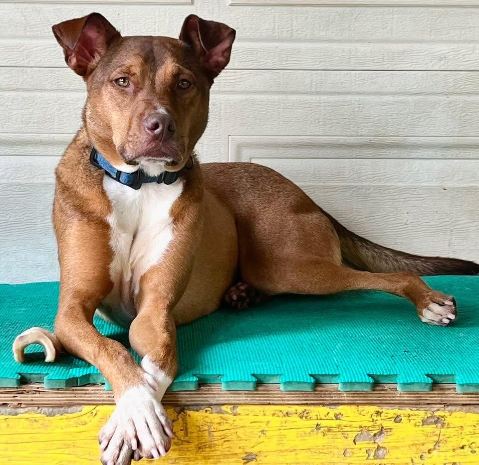 Cody, a Adoptable mixed breed in Dallas, TX image 2/3