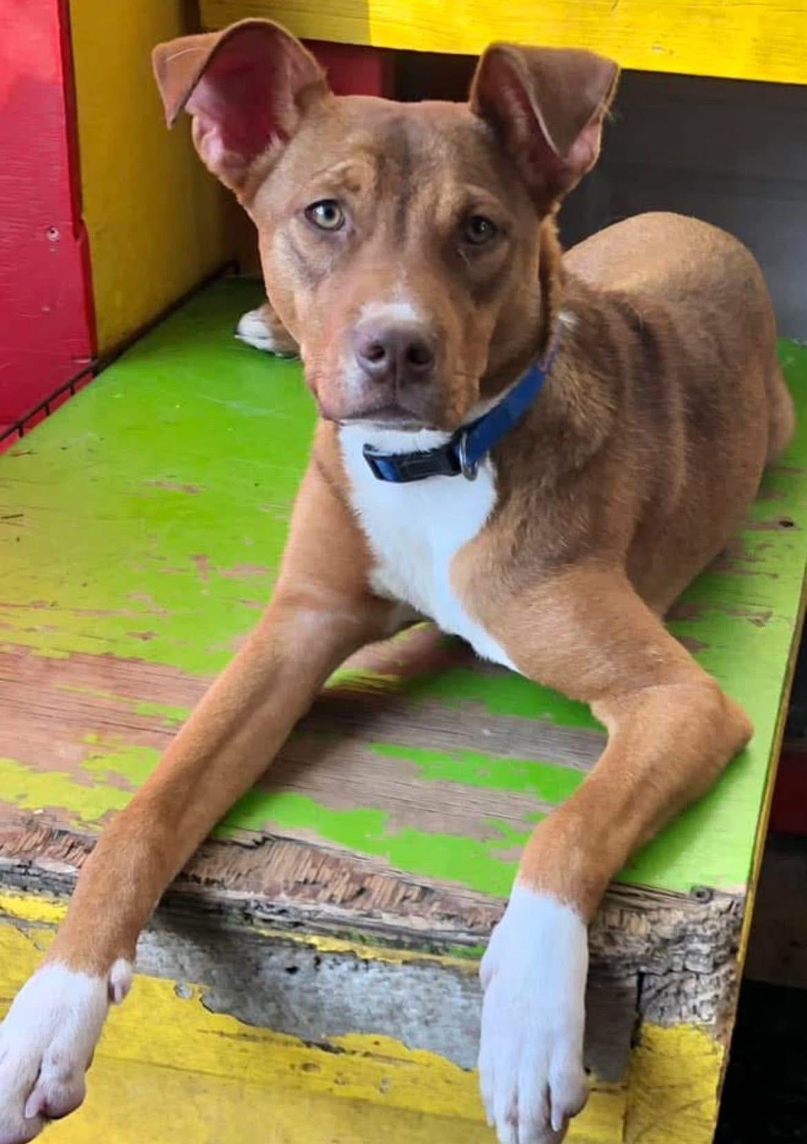 Cody, a Adoptable mixed breed in Dallas, TX image 3/3