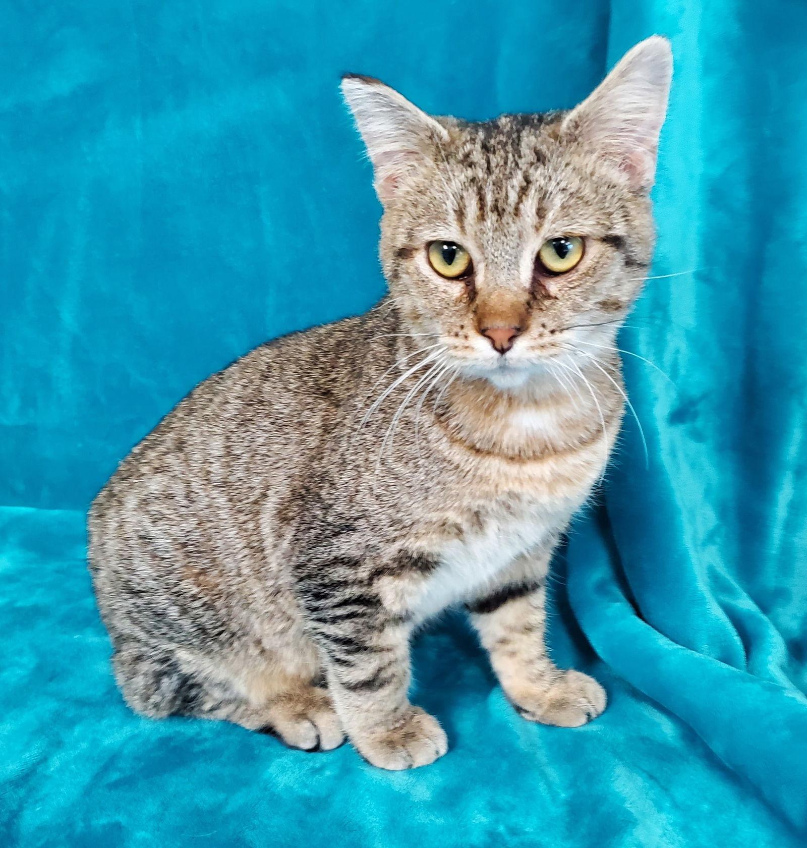 Itty Bitty Charlie, Adoptable, Adult Male Domestic Short Hair.