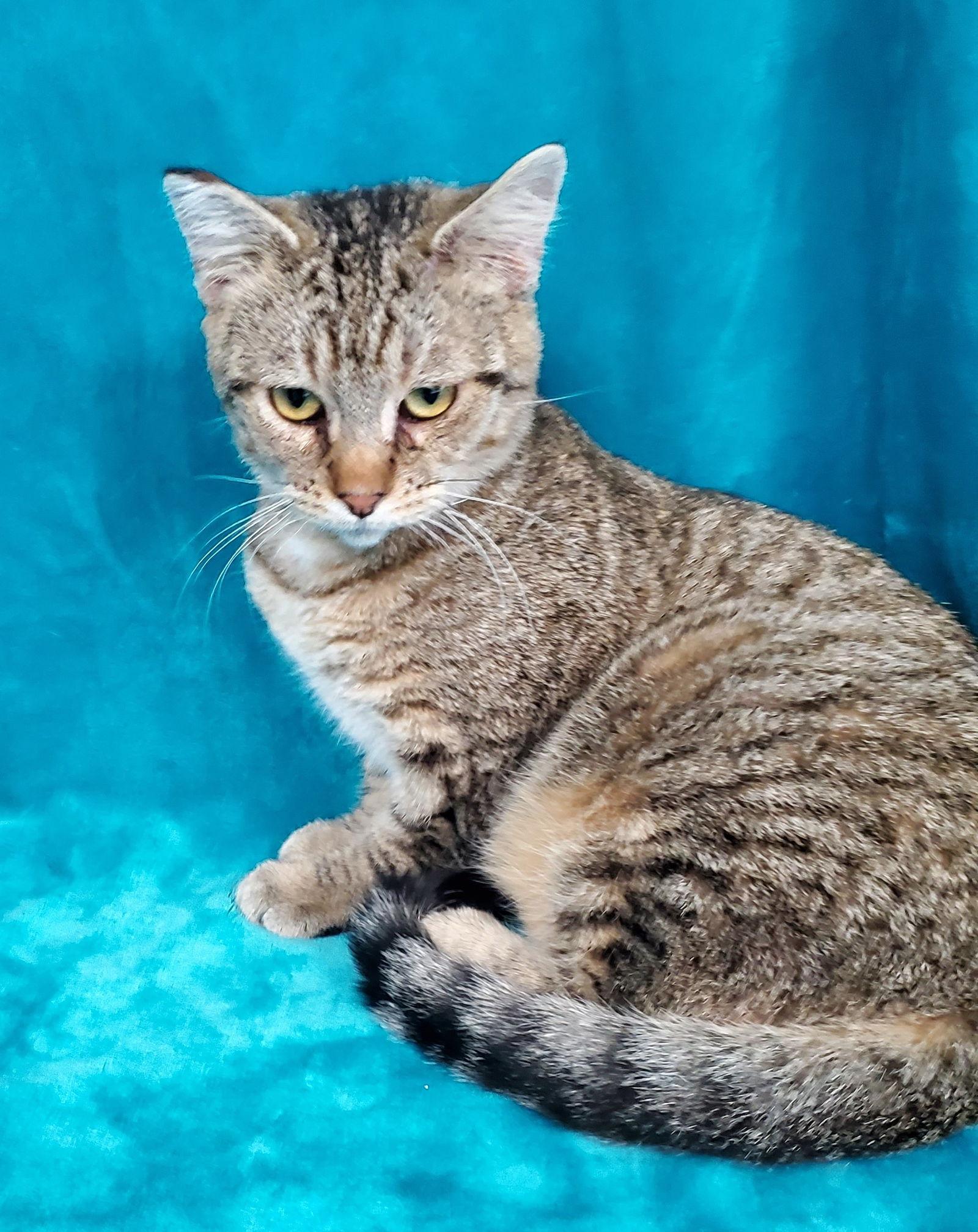 Itty Bitty Charlie — thumbnail 2