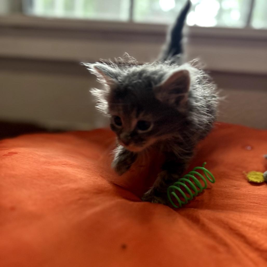 Majora, Adoptable, Kitten Male Domestic Long Hair.