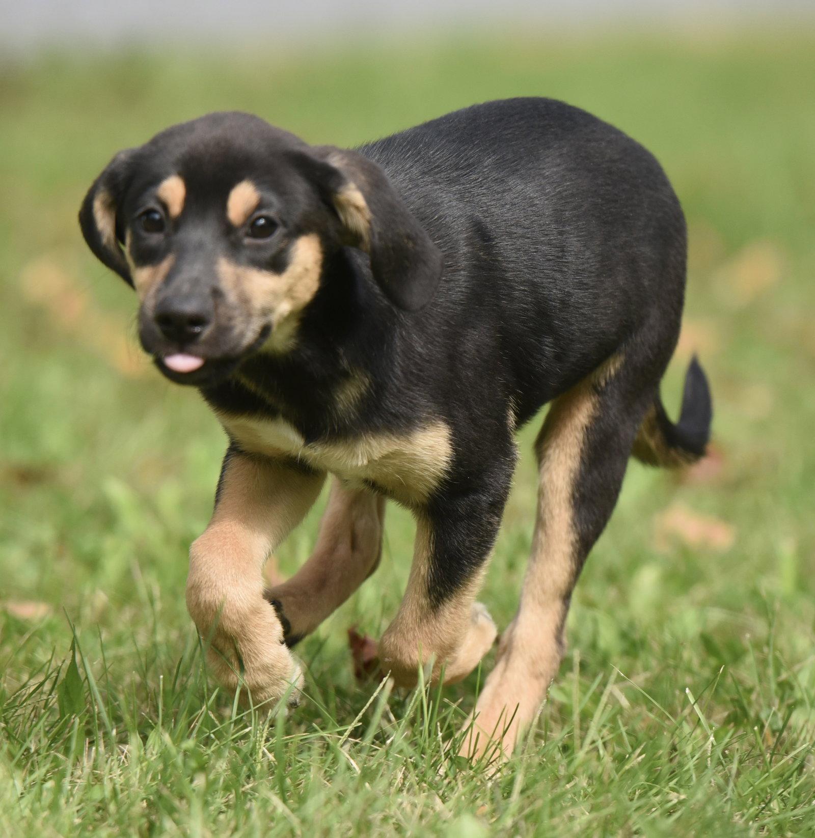 Twinkle, Adoptable, Puppy Female Australian Shepherd & Shepherd.
