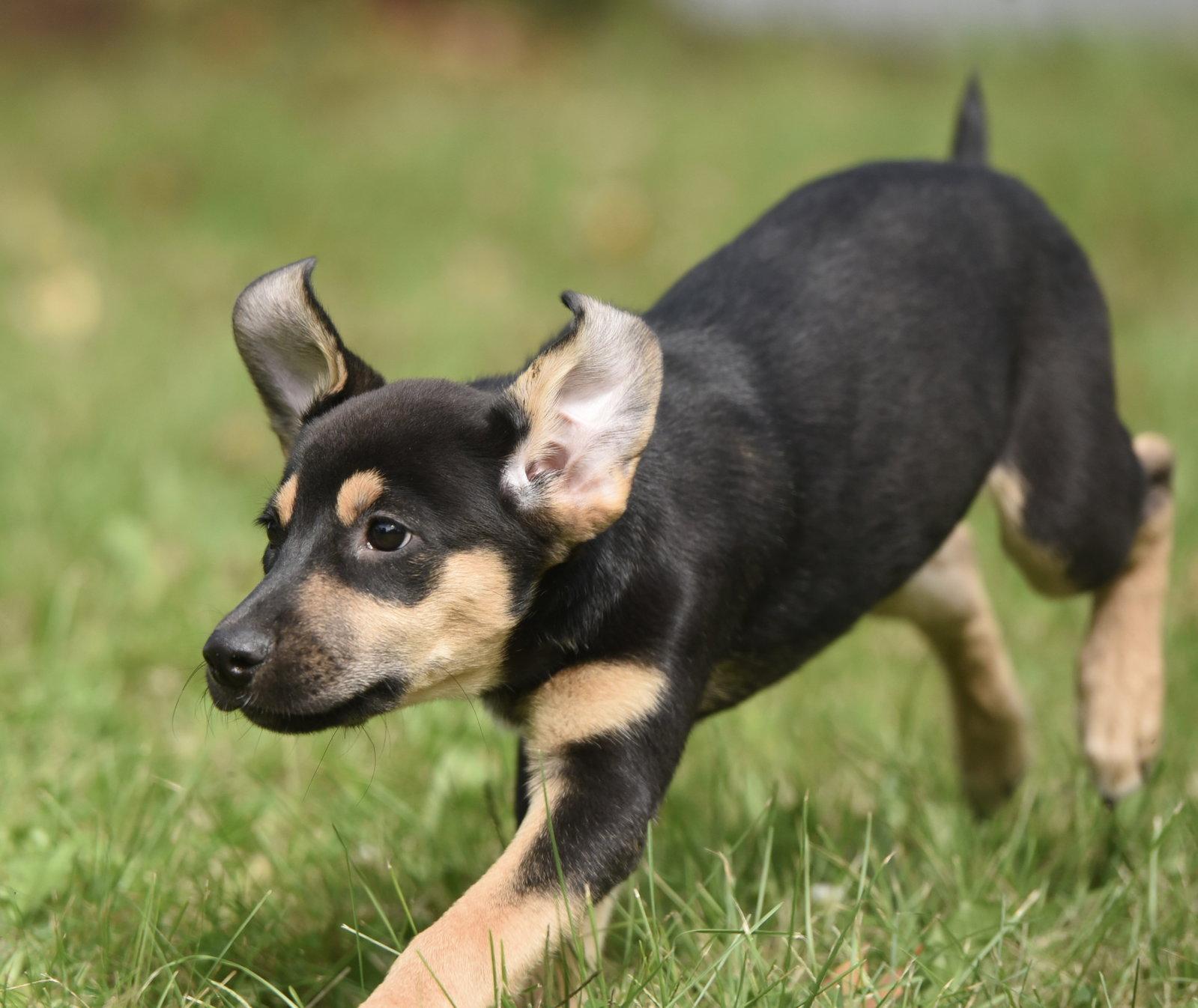 Enlarge Twinkle, a Adoptable mixed breed in Mechanicsburg, PA image 2/3