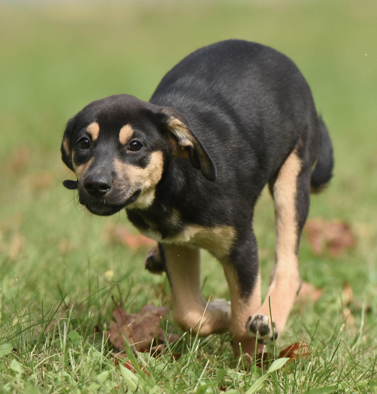 Enlarge Twinkle, a Adoptable mixed breed in Mechanicsburg, PA image 3/3