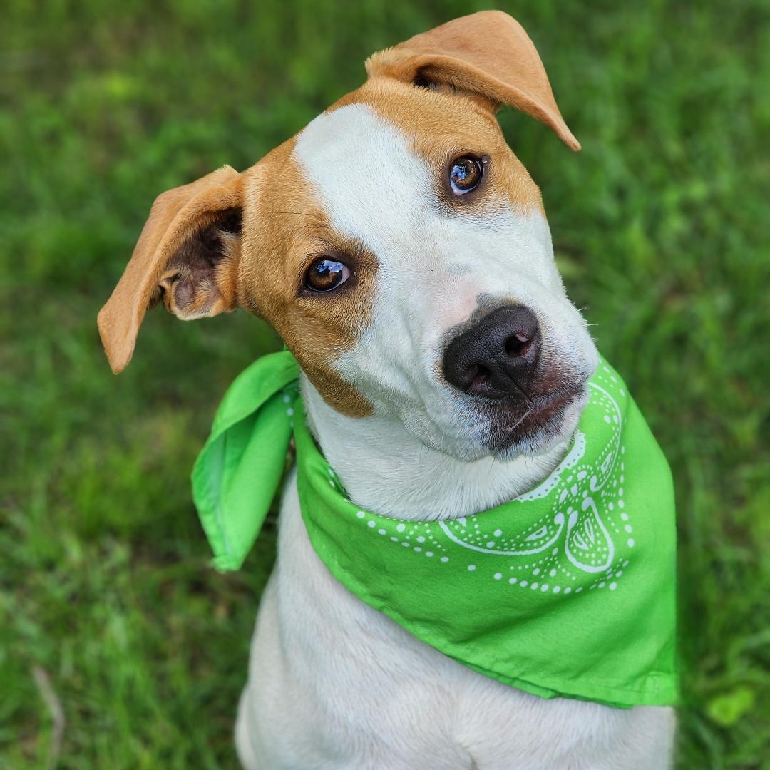 Ham, Adoptable, Young Male Mixed Breed.