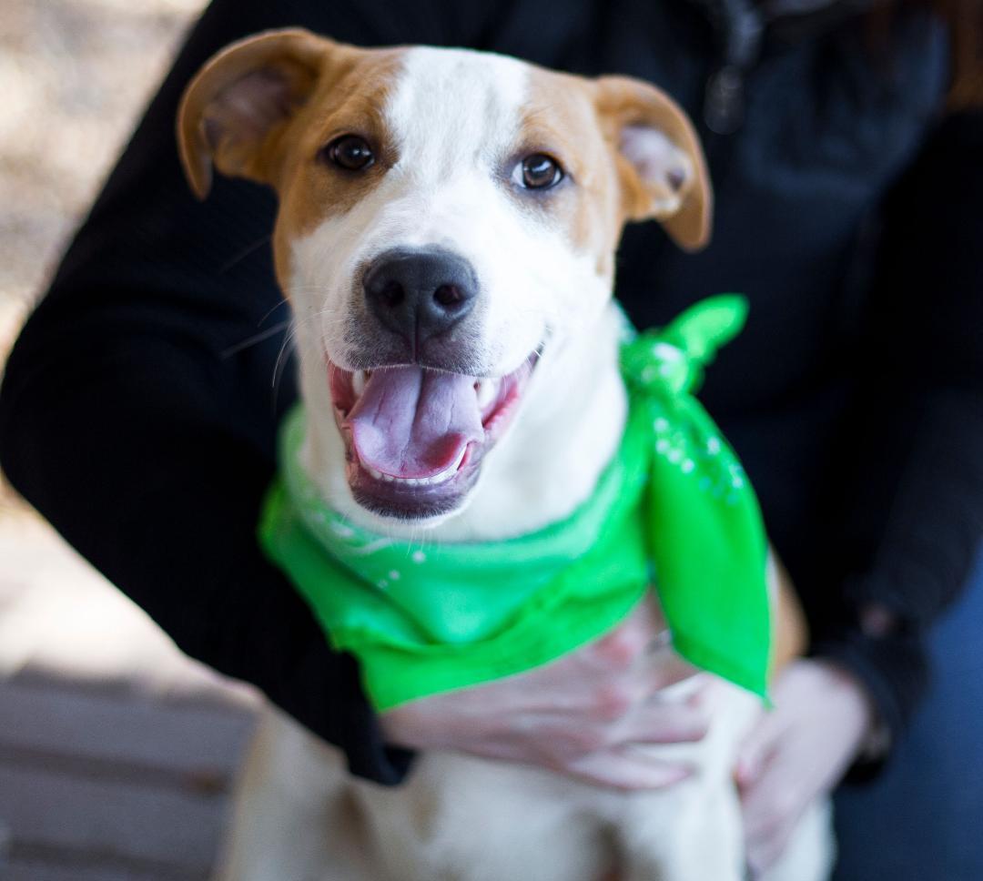 Ham, a Adoptable Mixed Breed in Phenix City, AL image 3/5