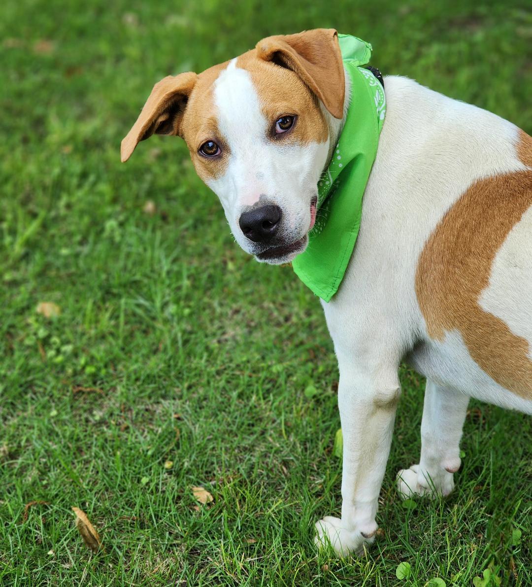 Ham, a Adoptable Mixed Breed in Phenix City, AL image 4/5