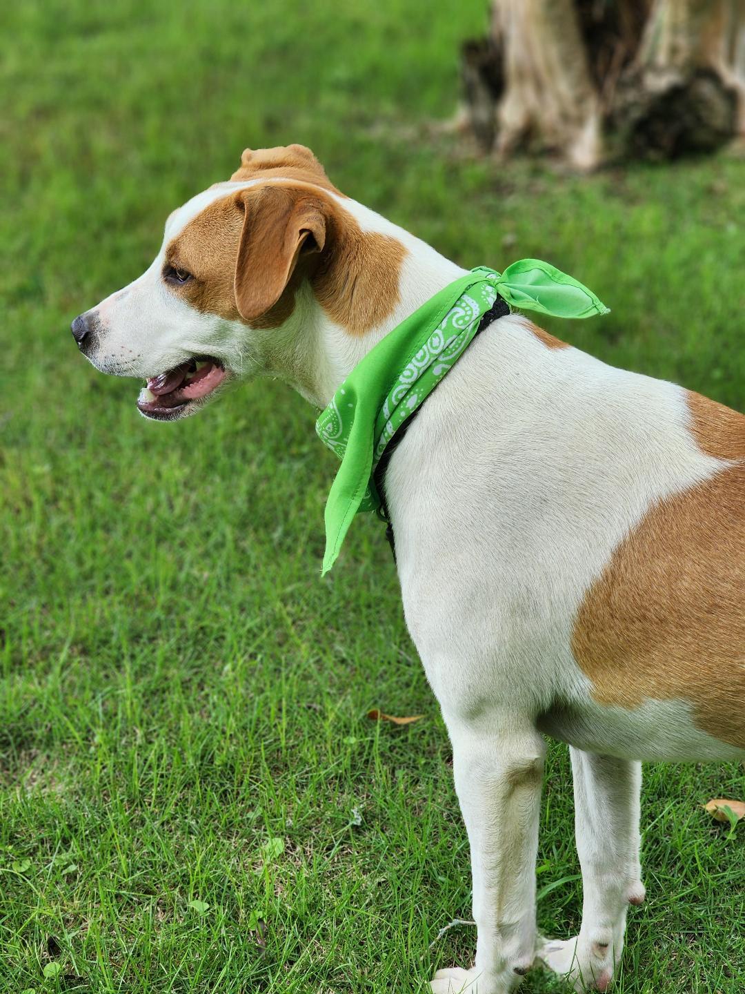 Ham, Adoptable, Young Male Mixed Breed.