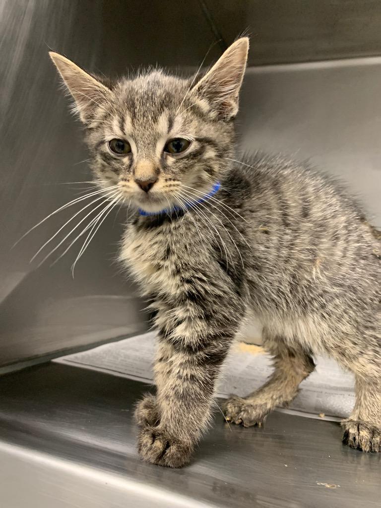 Dionysus, Adoptable, Young Male Domestic Short Hair.