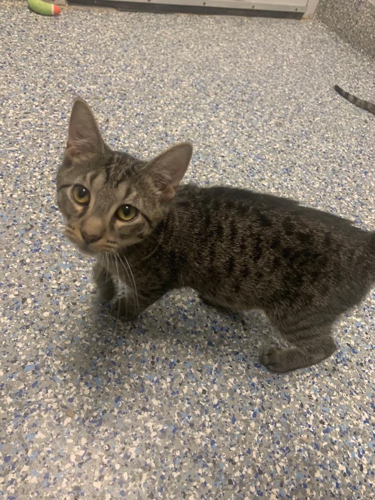 Enlarge Dionysus, a Adoptable mixed breed in Angola, IN image 2/3