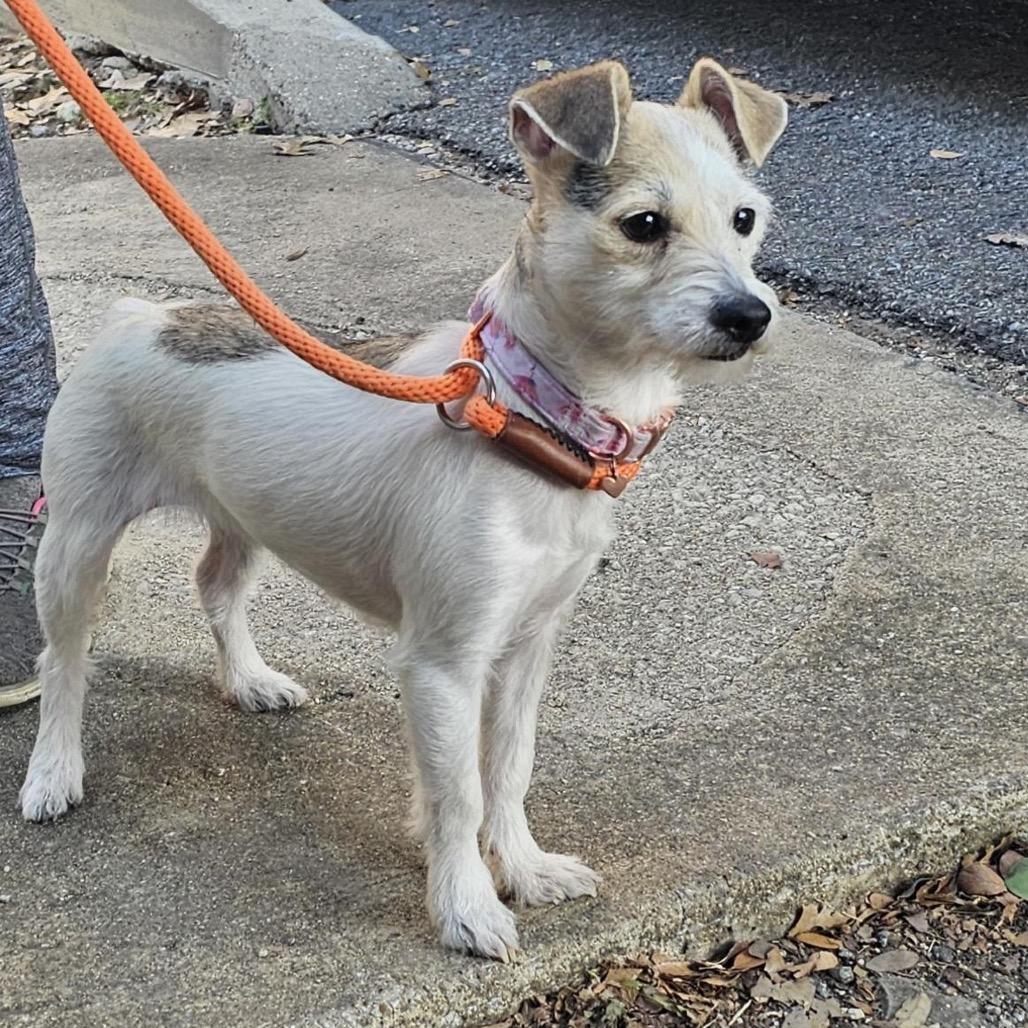 Peppa, Adoptable, Young Female Rat Terrier.