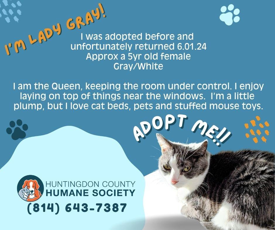 Enlarge Lady Gray, a ADOPTABLE Domestic Short Hair in Huntingdon, PA image 1/1