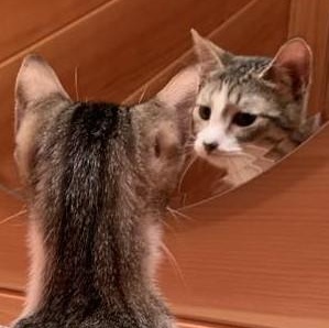 Squirrel, Adoptable, Young Female Tabby.