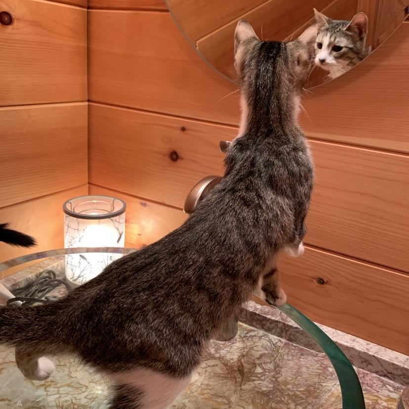 Enlarge Squirrel, a Adoptable Tabby in Hawley, PA image 5/6