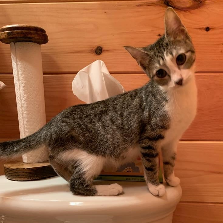 Enlarge Squirrel, a Adoptable Tabby in Hawley, PA image 2/6