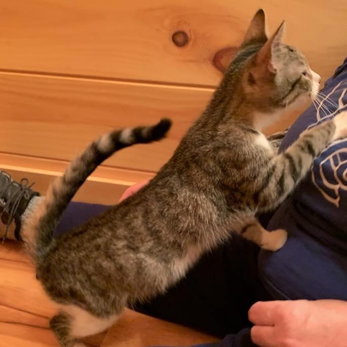 Enlarge Squirrel, a Adoptable Tabby in Hawley, PA image 6/6