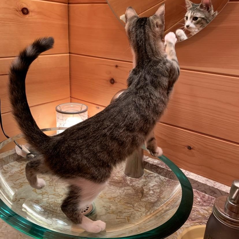 Enlarge Squirrel, a Adoptable Tabby in Hawley, PA image 4/6