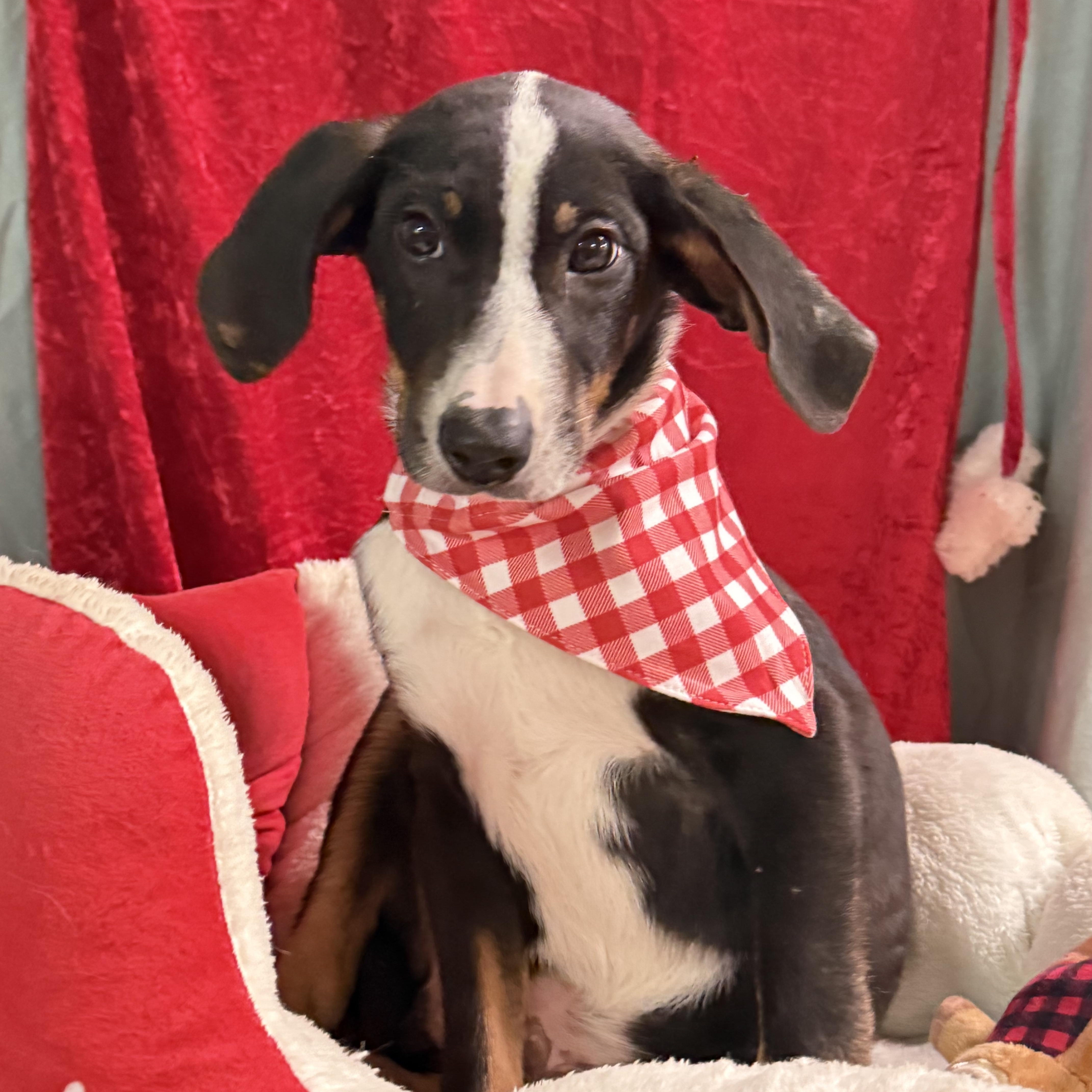 Rory, Adoptable, Young Male Rat Terrier & Golden Retriever.