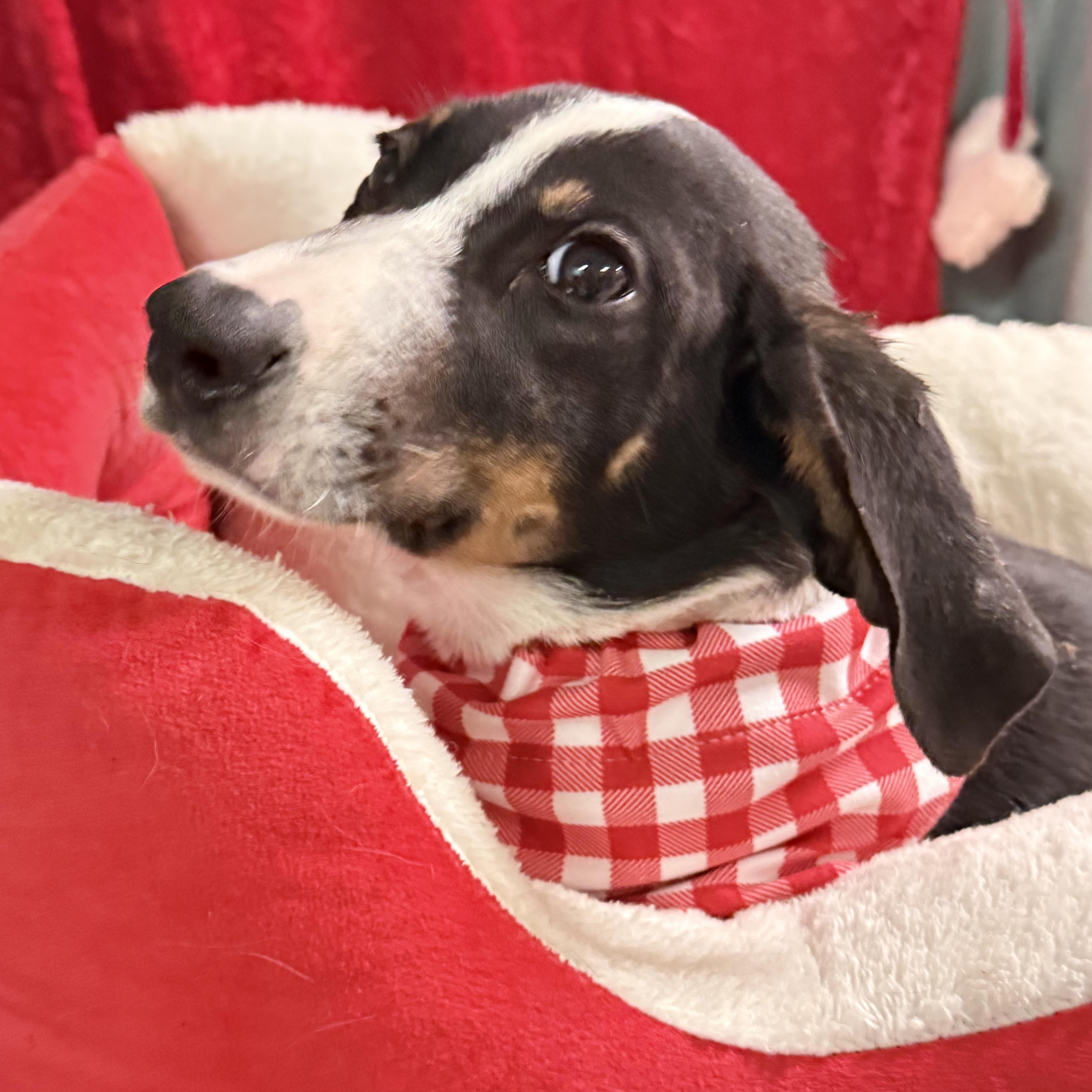 Enlarge Rory, a Adoptable mixed breed in Baton Rouge, LA image 2/6