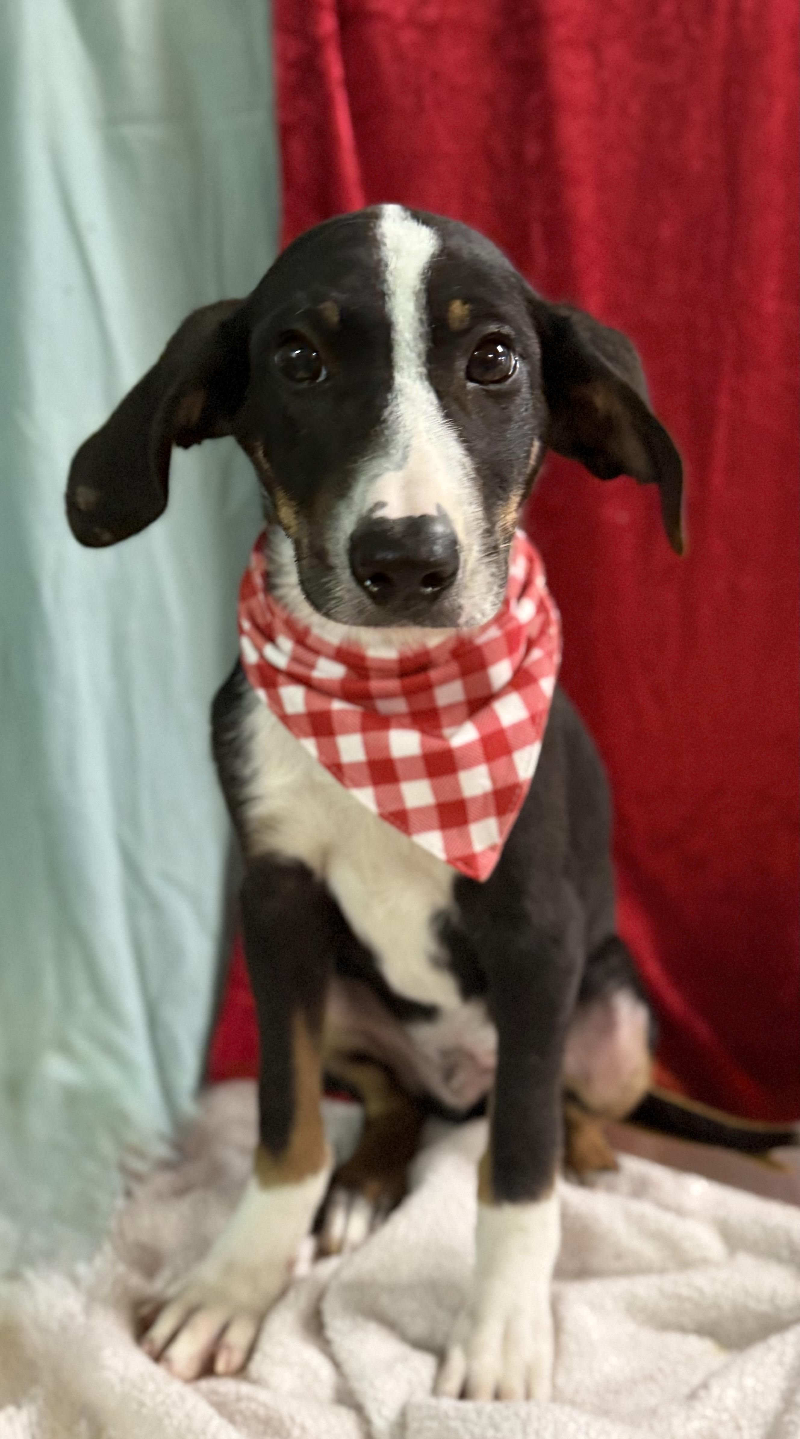 Enlarge Rory, a Adoptable mixed breed in Baton Rouge, LA image 3/6