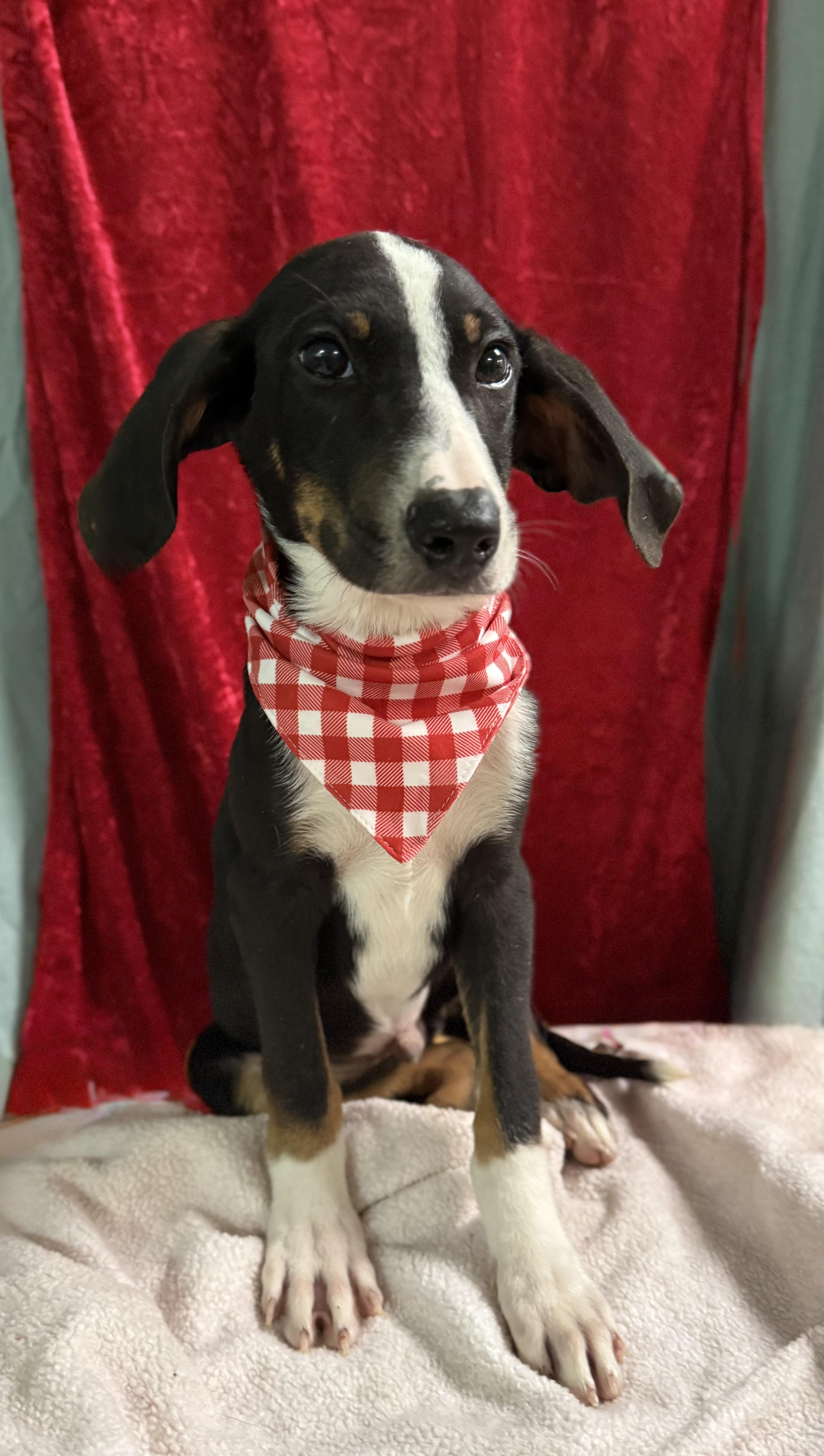 Enlarge Rory, a Adoptable mixed breed in Baton Rouge, LA image 4/6