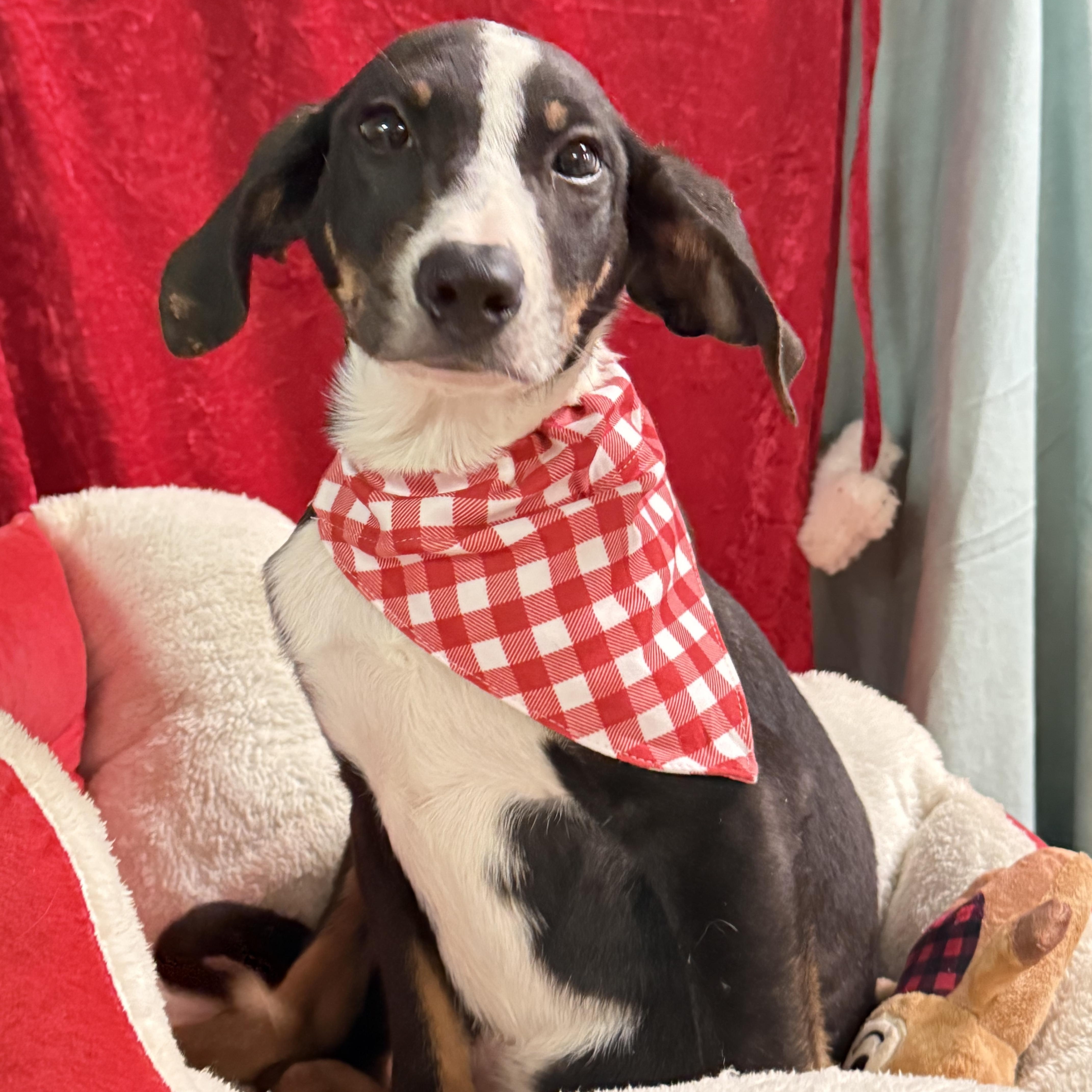 Enlarge Rory, a Adoptable mixed breed in Baton Rouge, LA image 5/6