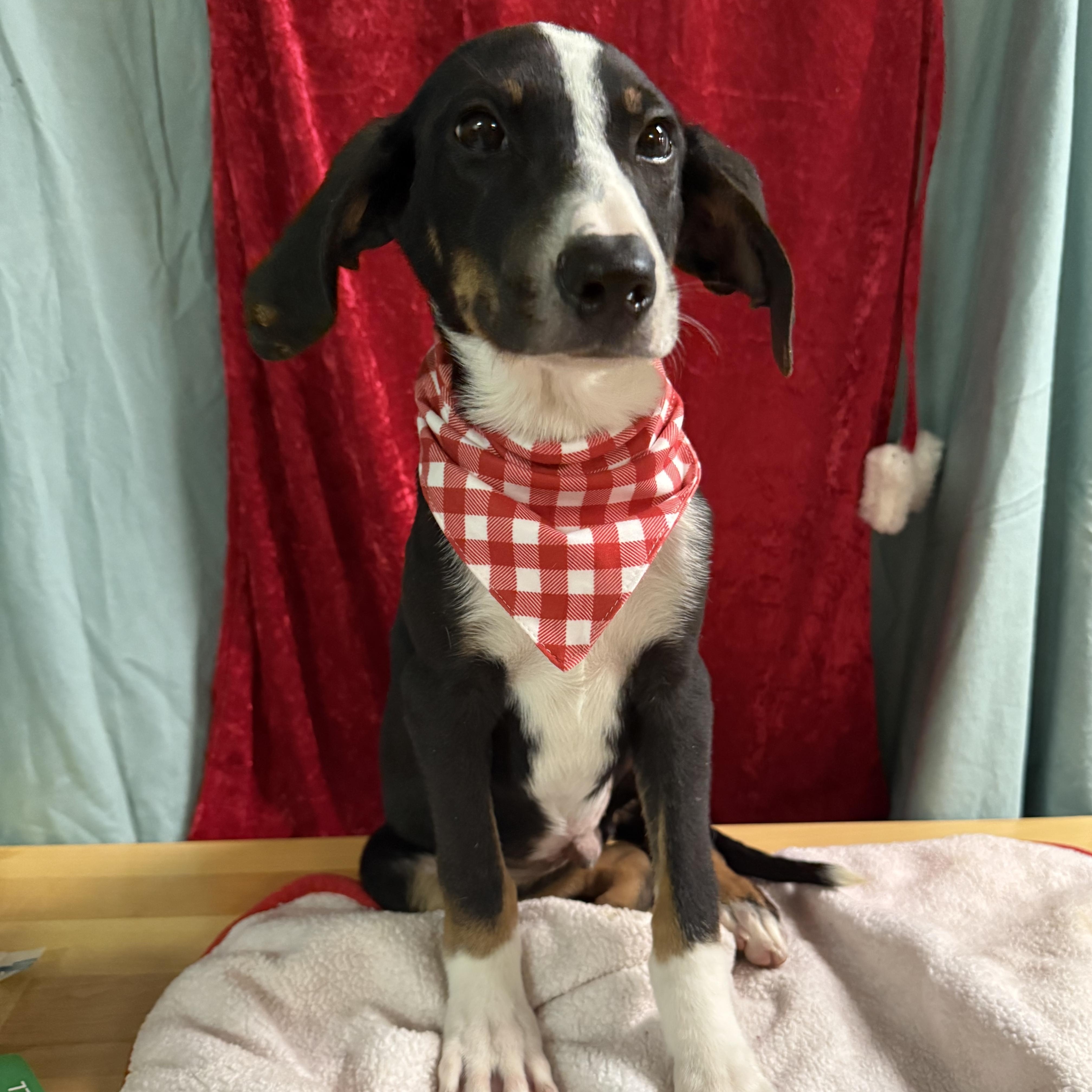 Enlarge Rory, a Adoptable mixed breed in Baton Rouge, LA image 6/6