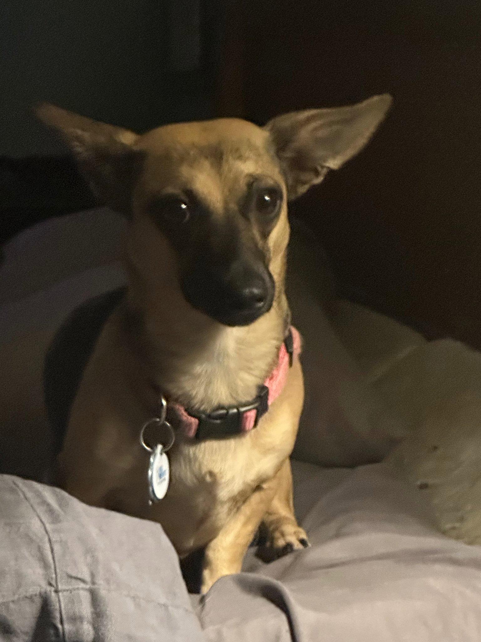 Lilo, Adoptable, Young Female Dachshund.