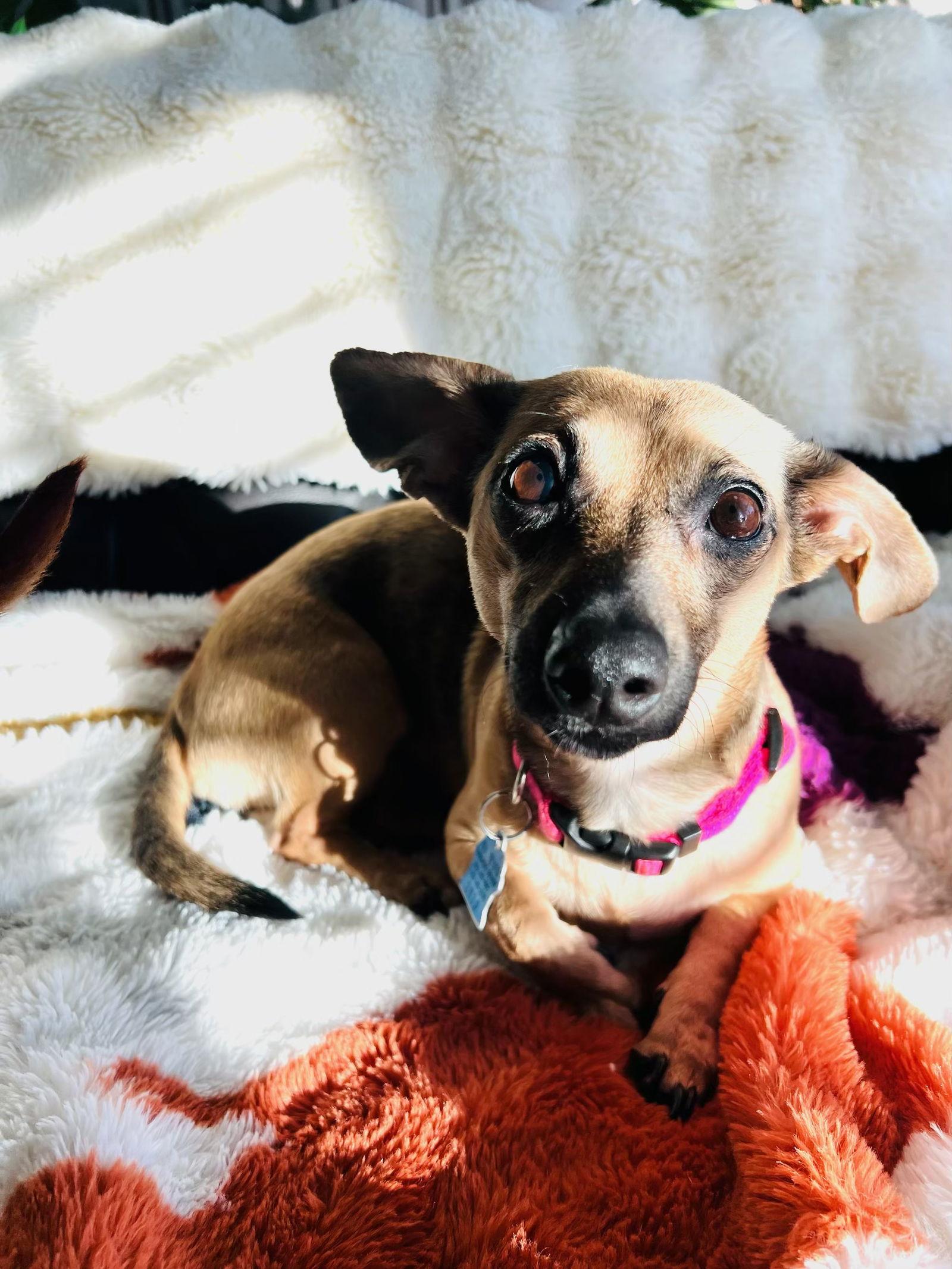 Enlarge Lilo, a Adoptable Dachshund in Pearland, TX image 1/3