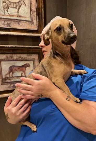 Lilo, Adoptable, Young Female Dachshund.
