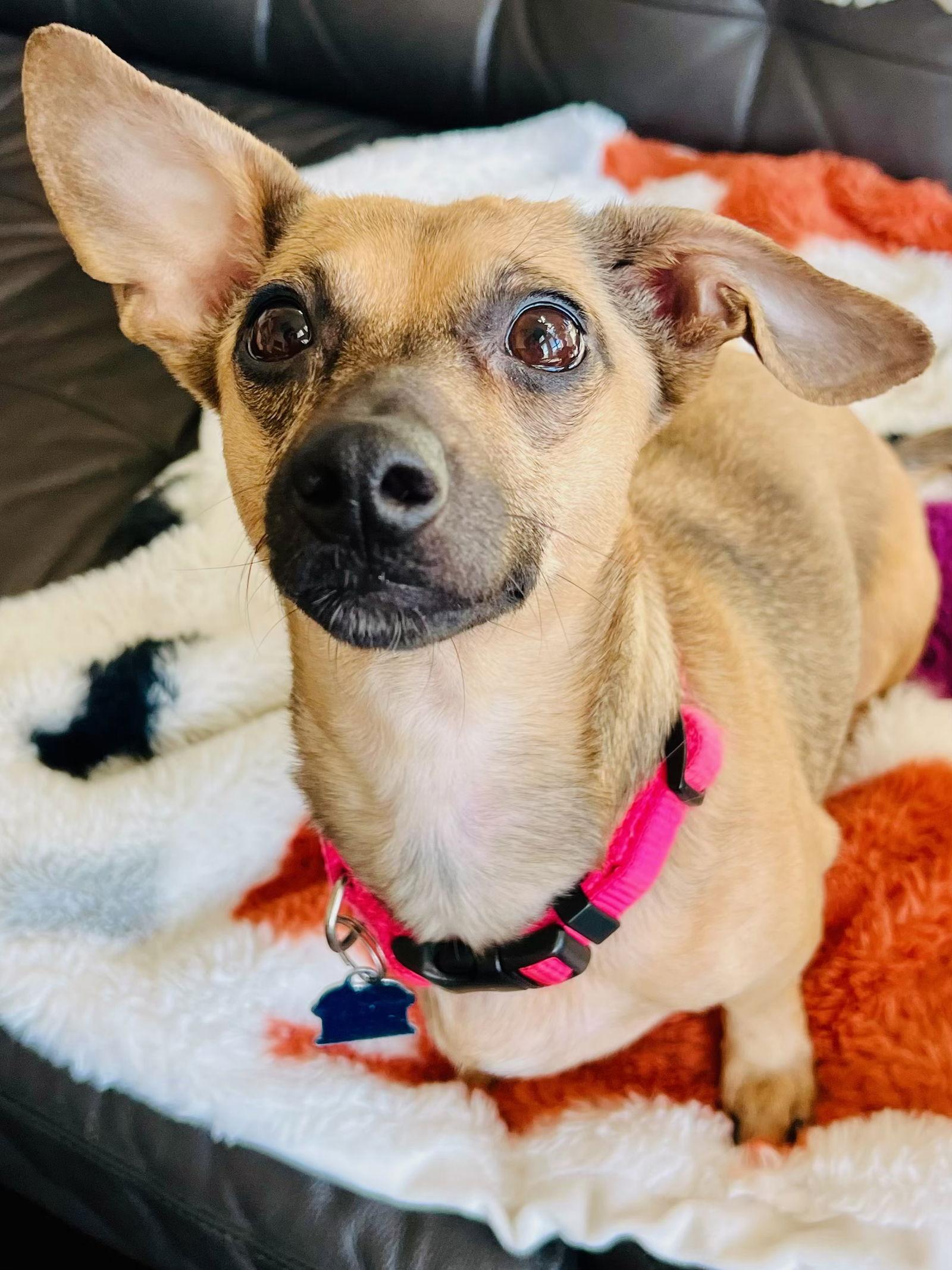 Enlarge Lilo, a Adoptable Dachshund in Pearland, TX image 2/3