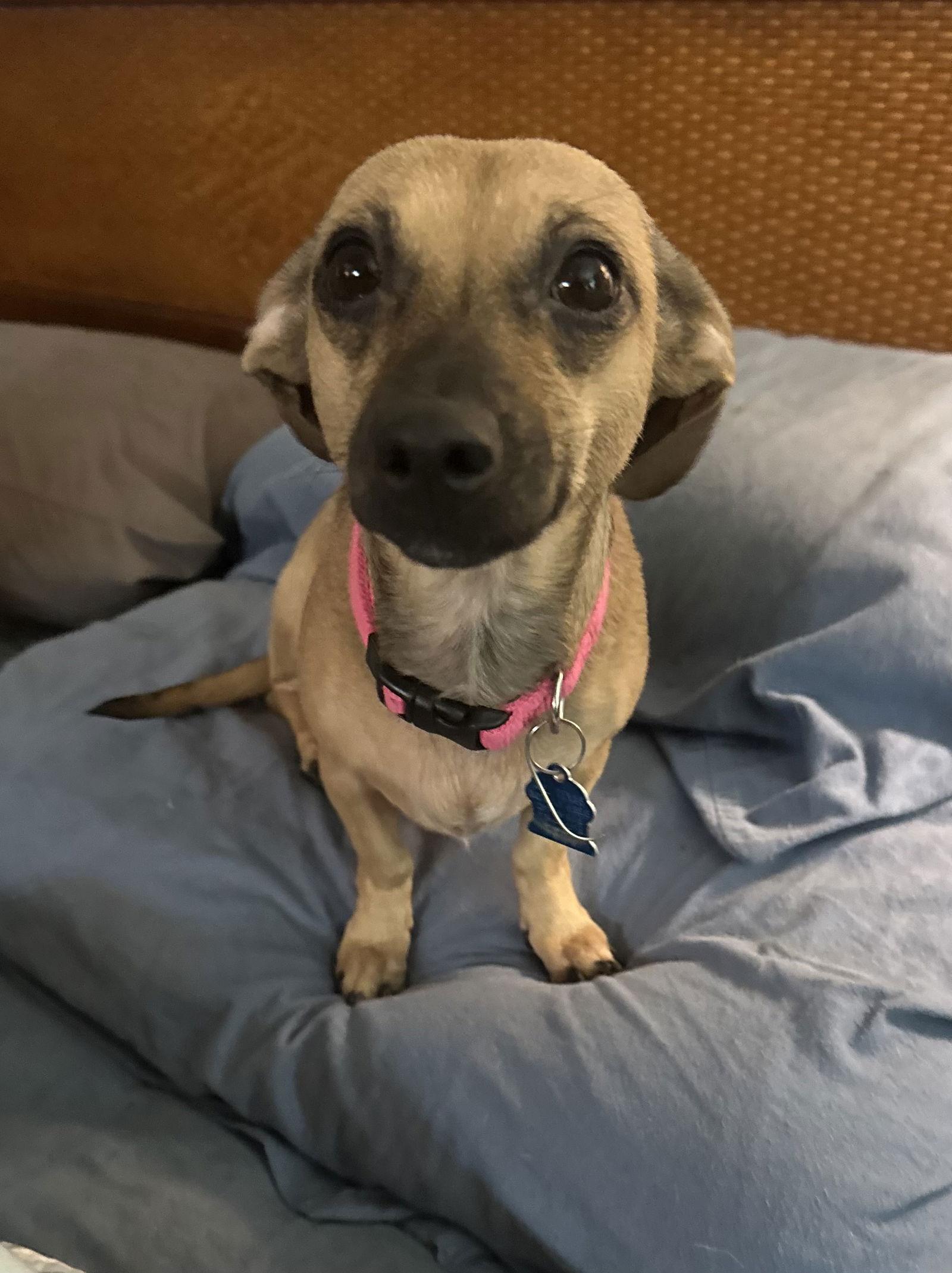 Enlarge Lilo, a Adoptable Dachshund in Pearland, TX image 2/3