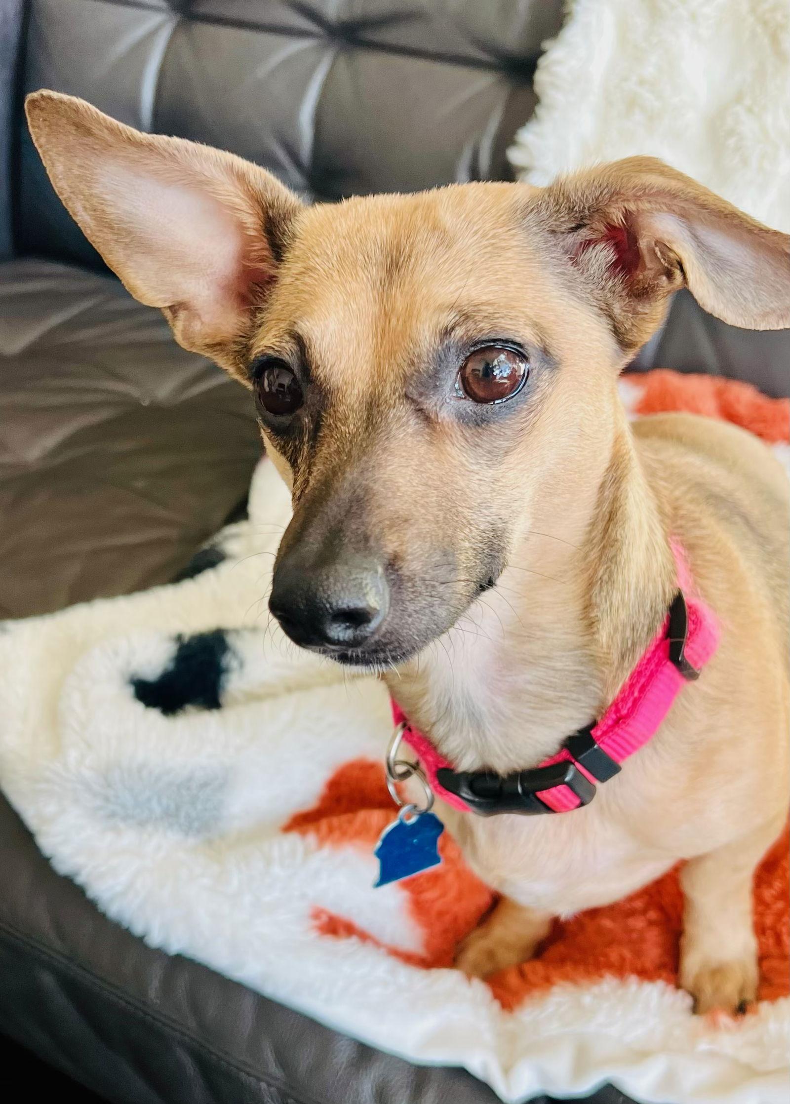 Enlarge Lilo, a Adoptable Dachshund in Pearland, TX image 3/3