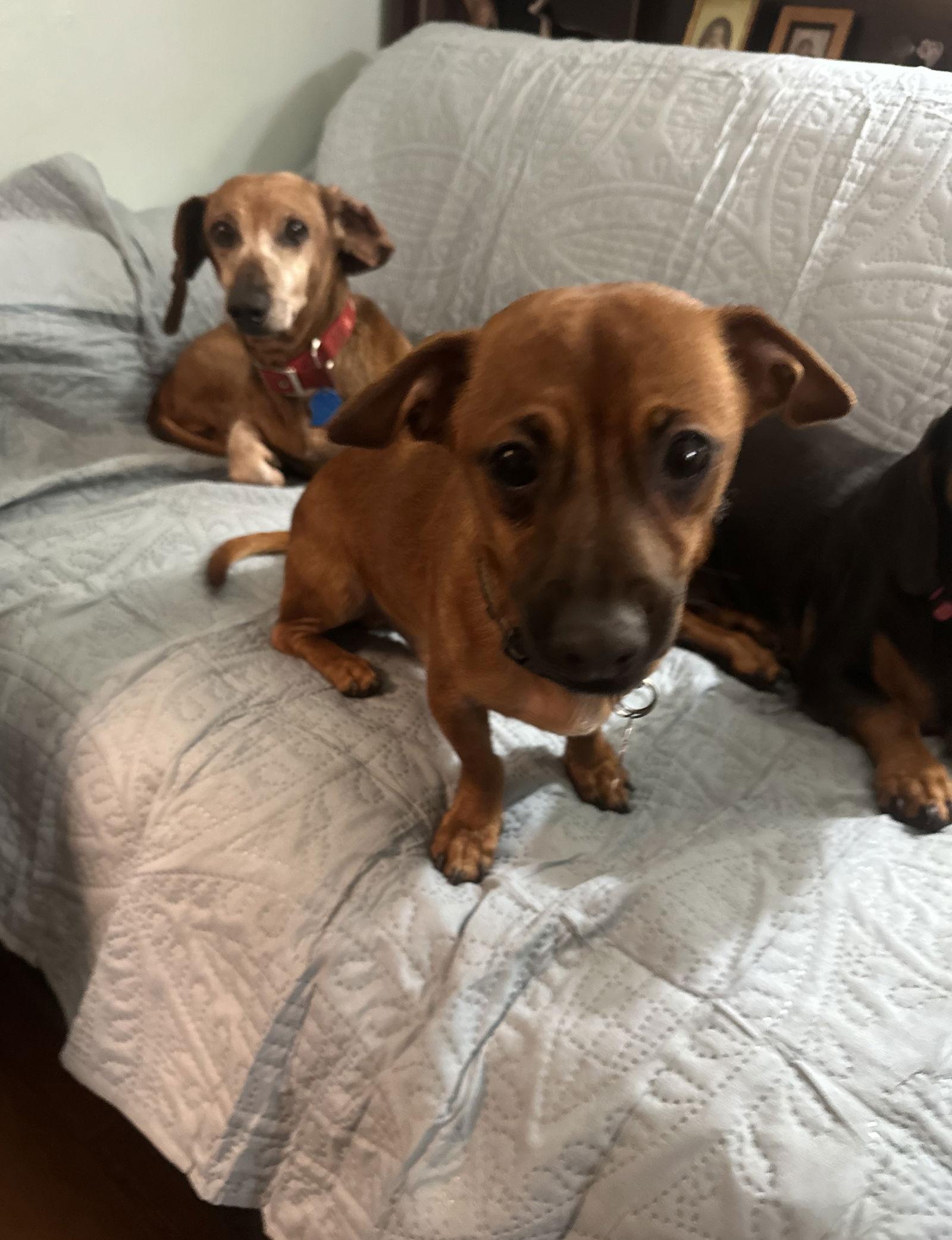 Enlarge Lilo, a Adoptable Dachshund in Pearland, TX image 3/3