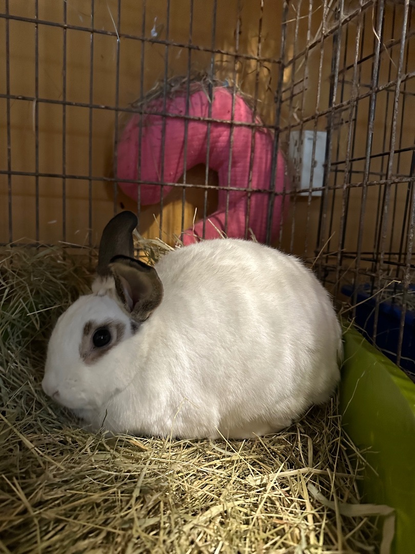 Spicy, a Adoptable Bunny Rabbit in Norwalk, CT image 2/2