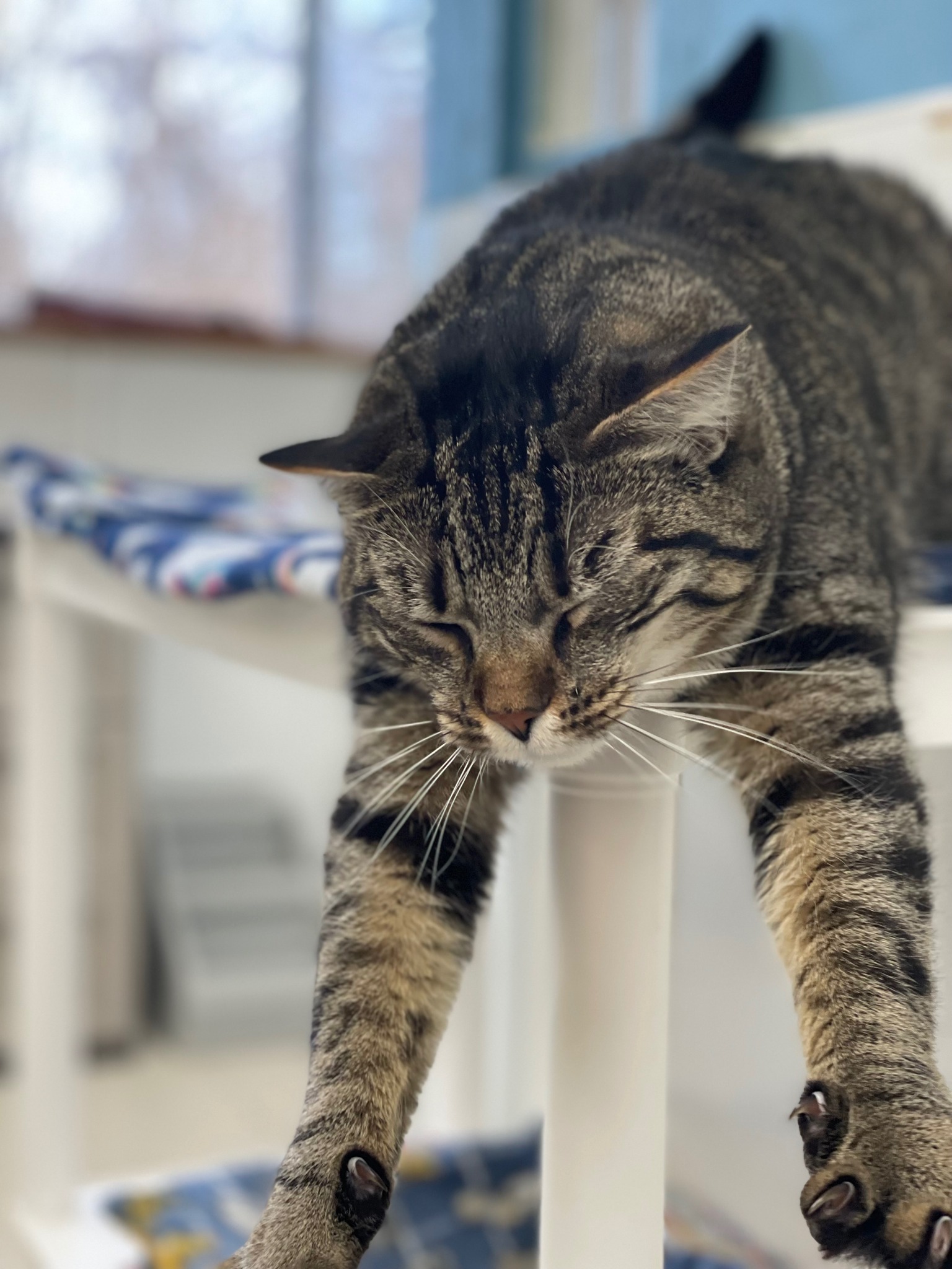 Cat for adoption Pickles, a Domestic Short Hair in Calais, ME Petfinder