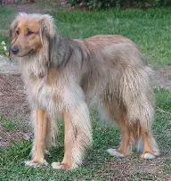 Luca, Adoptable, Adult Female Afghan Hound.