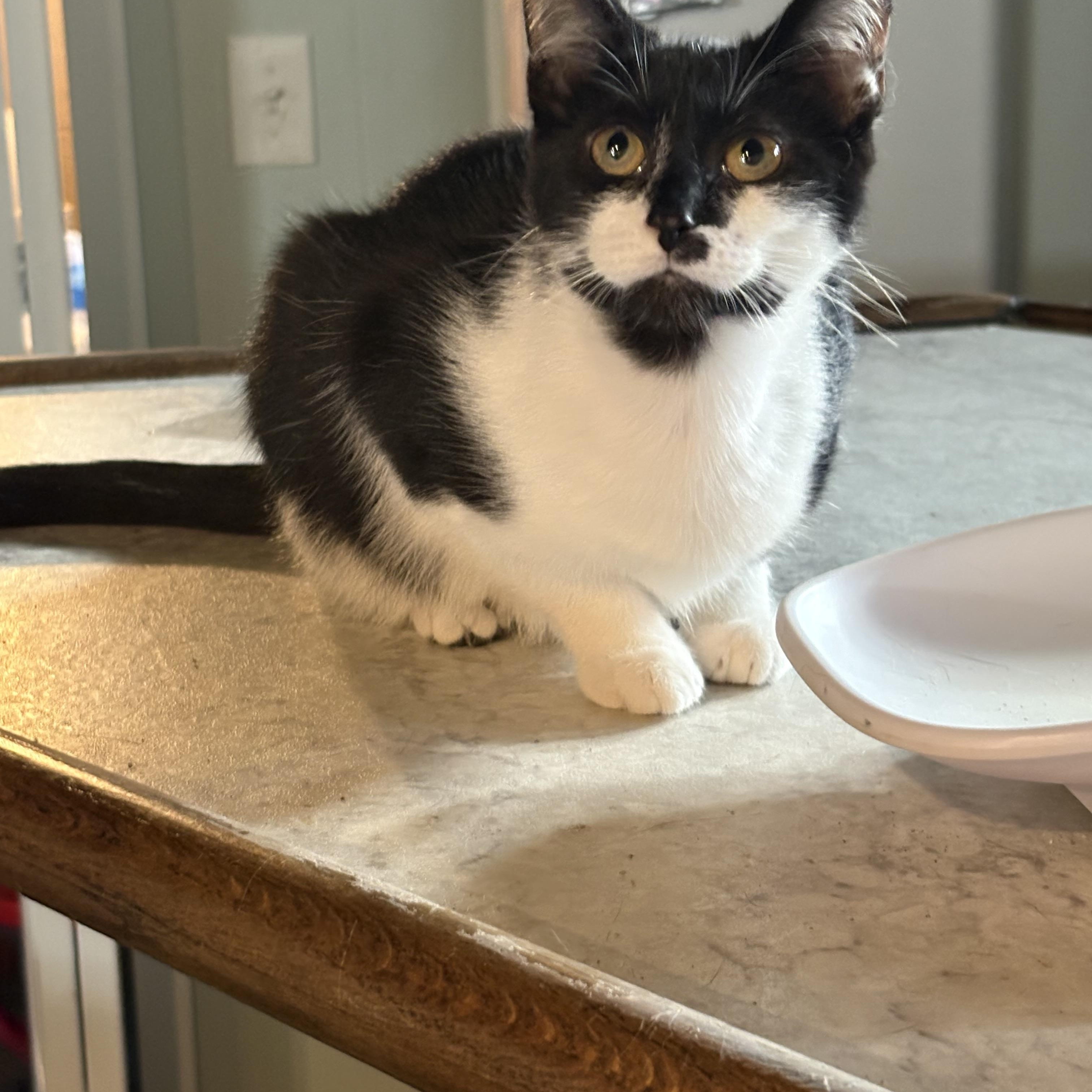 Enlarge Jade, a Adoptable Domestic Short Hair in Cleveland, OH image 1/5