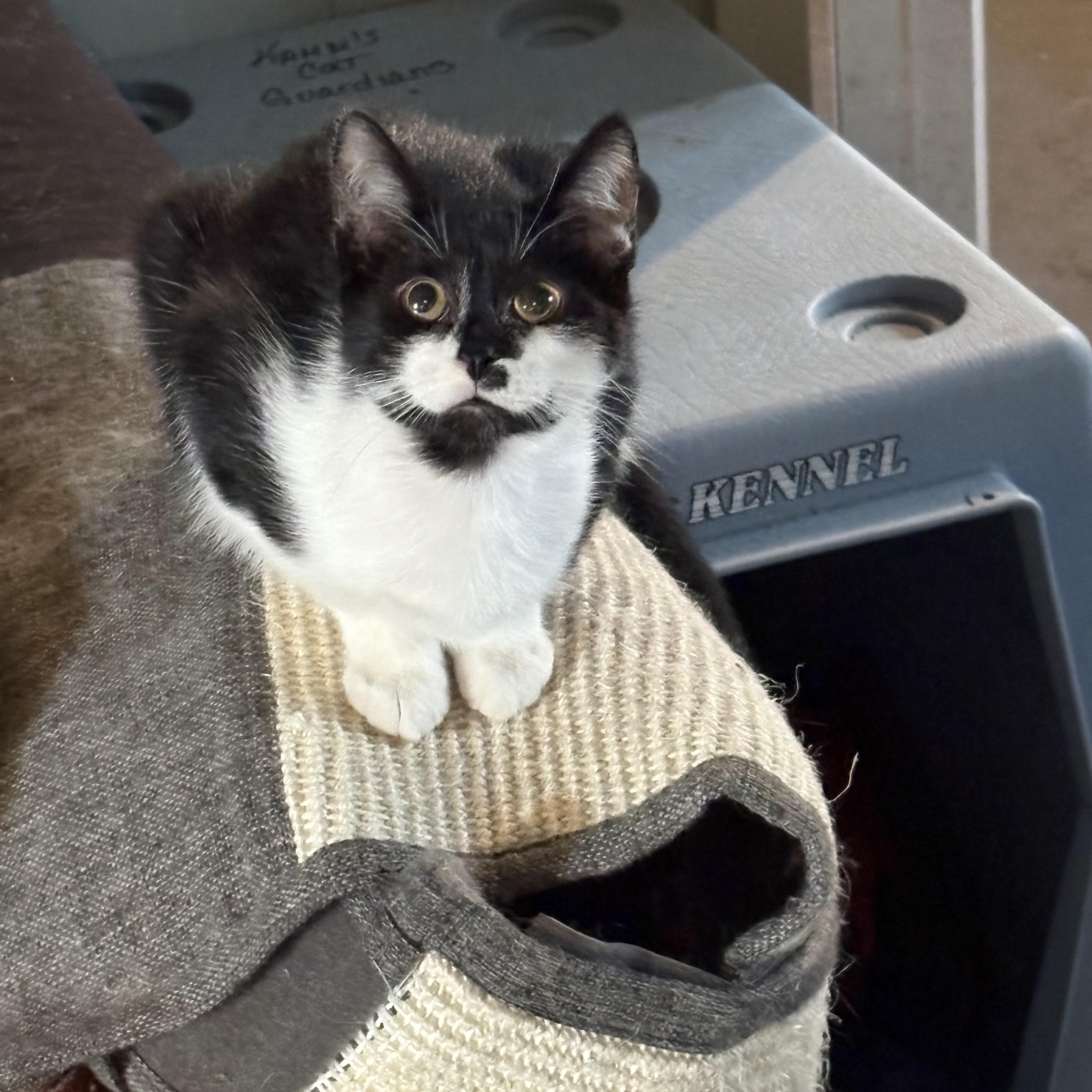 Jade, Adoptable, Young Female Domestic Short Hair.