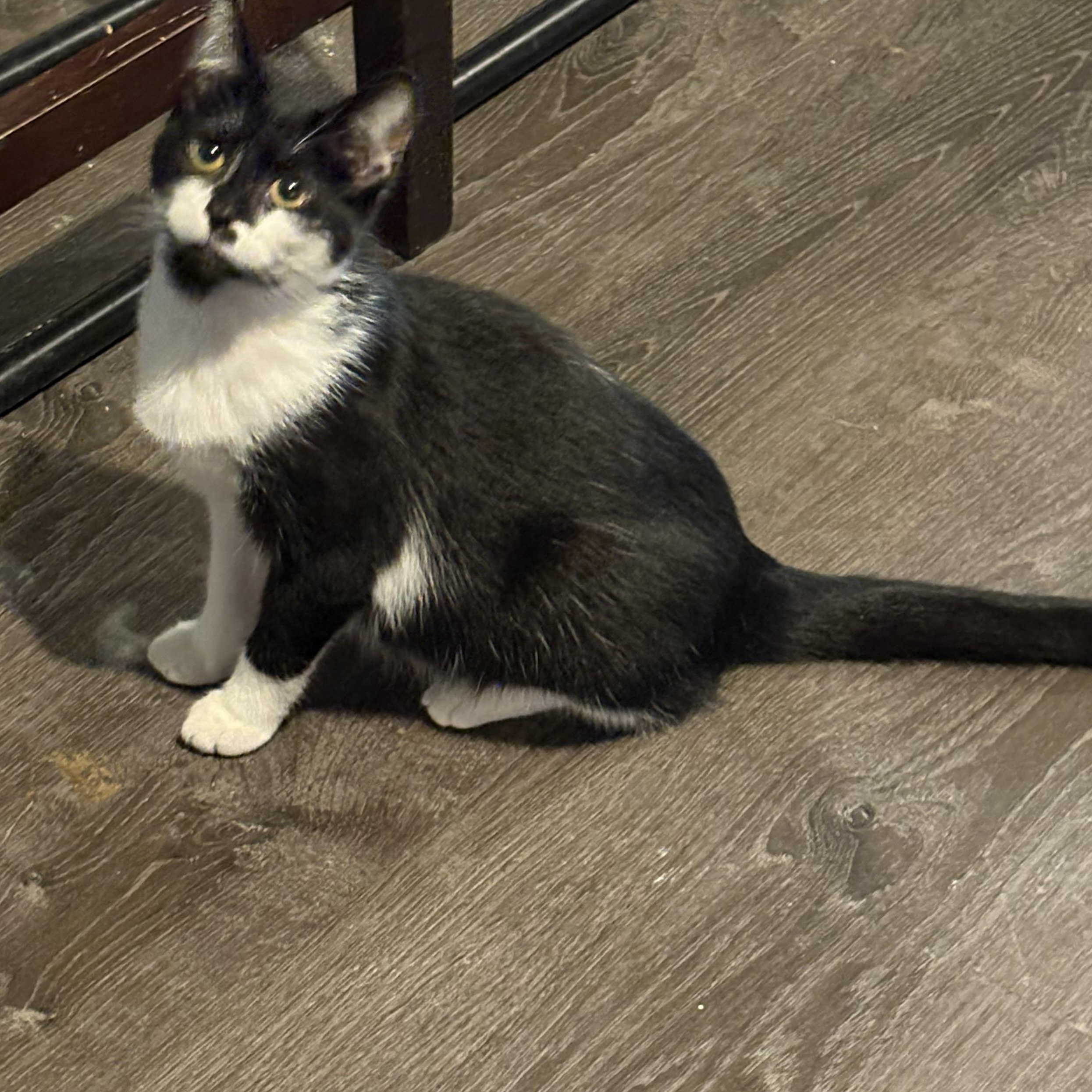 Enlarge Jade, a Adoptable Domestic Short Hair in Cleveland, OH image 3/5