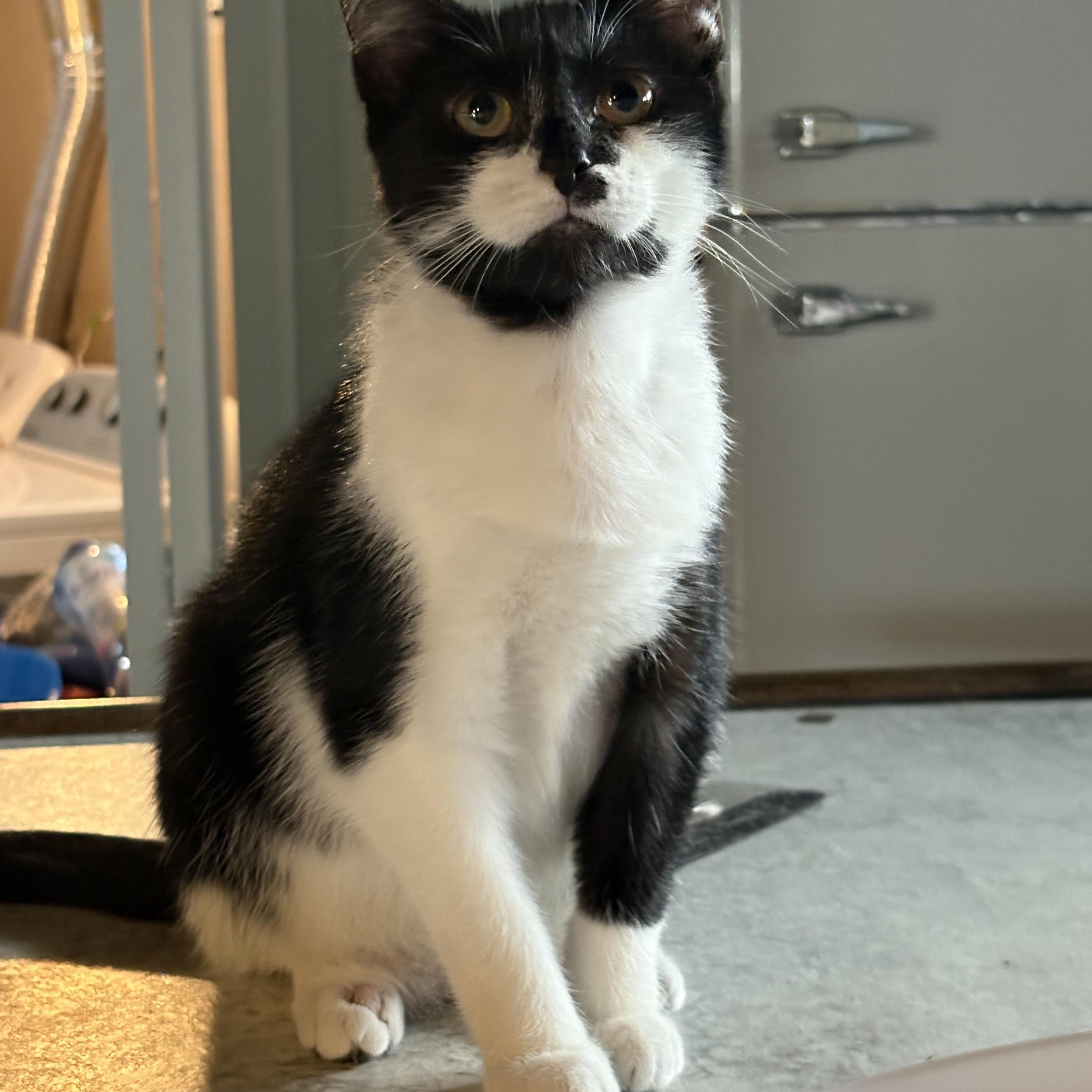 Enlarge Jade, a Adoptable Domestic Short Hair in Cleveland, OH image 4/5